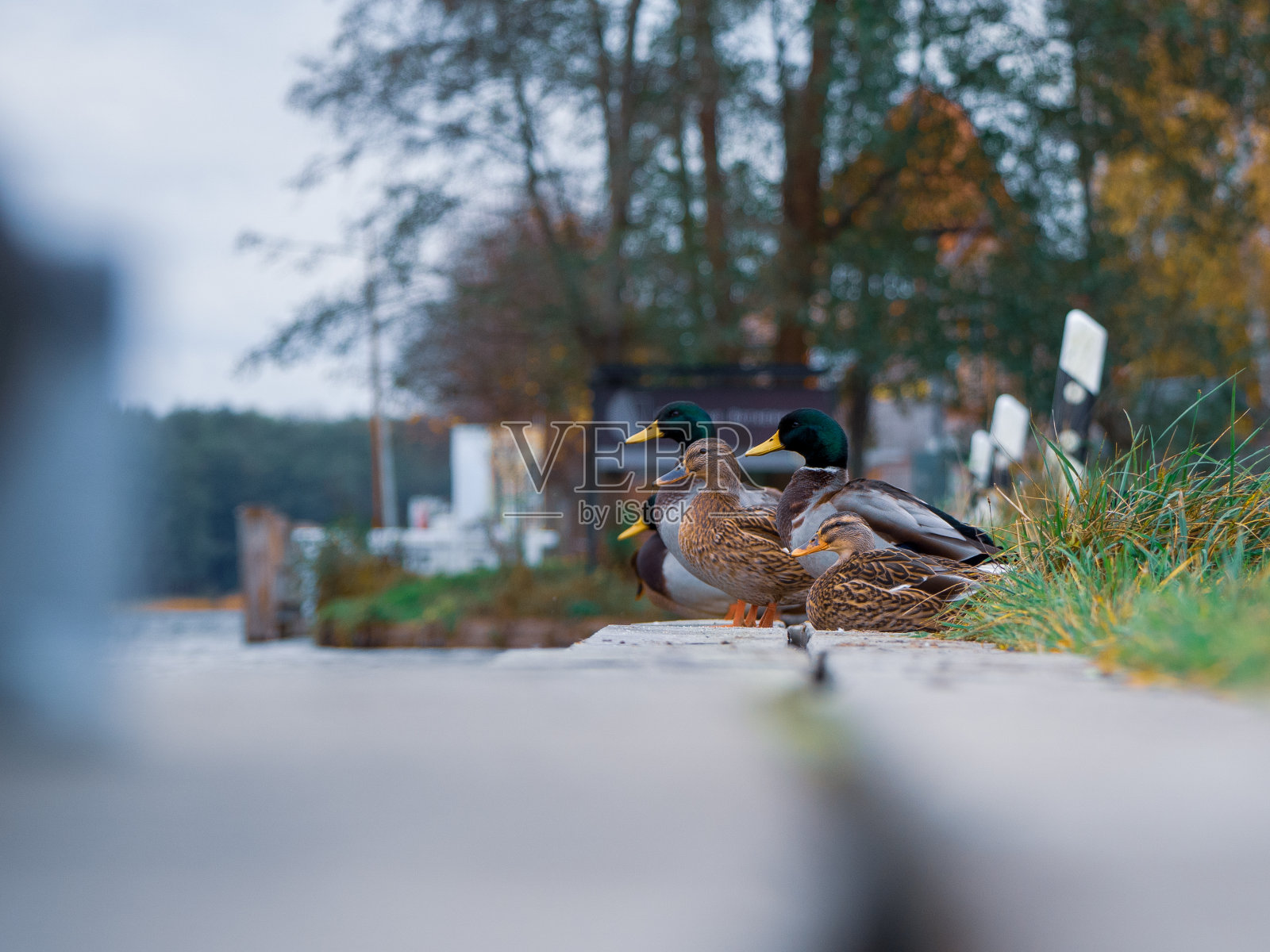 一些公鸭和母鸭站在河边的木制防波堤上照片摄影图片