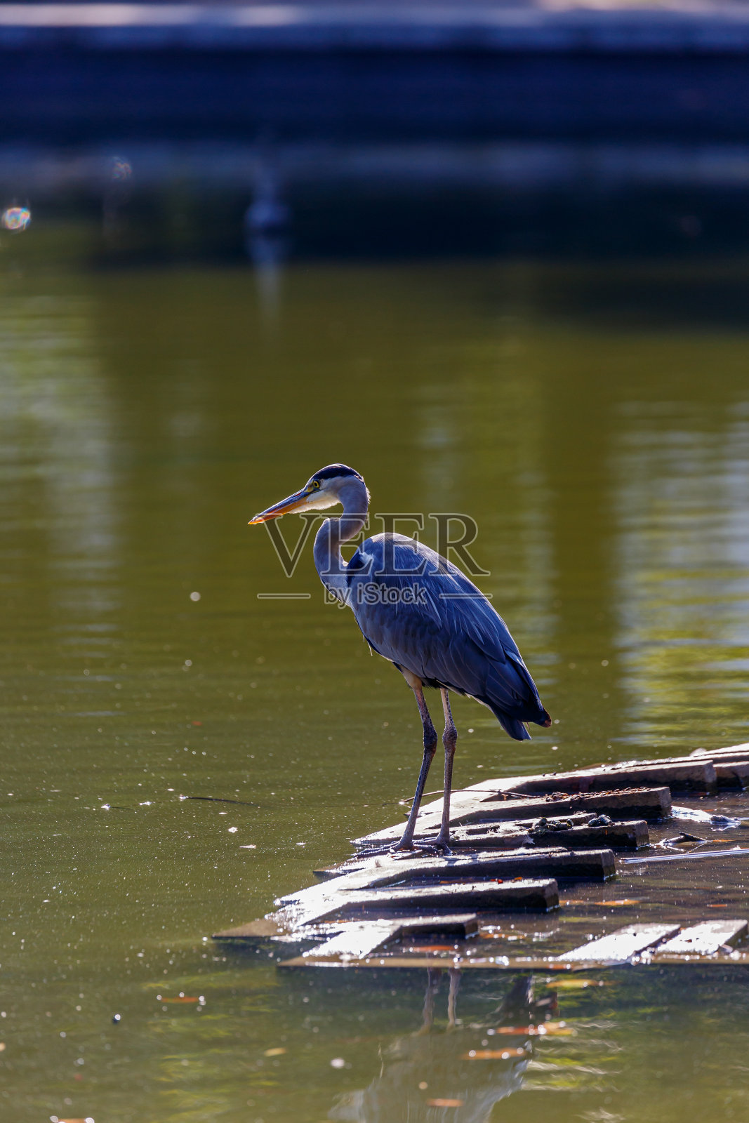 灰鹭靠近水照片摄影图片