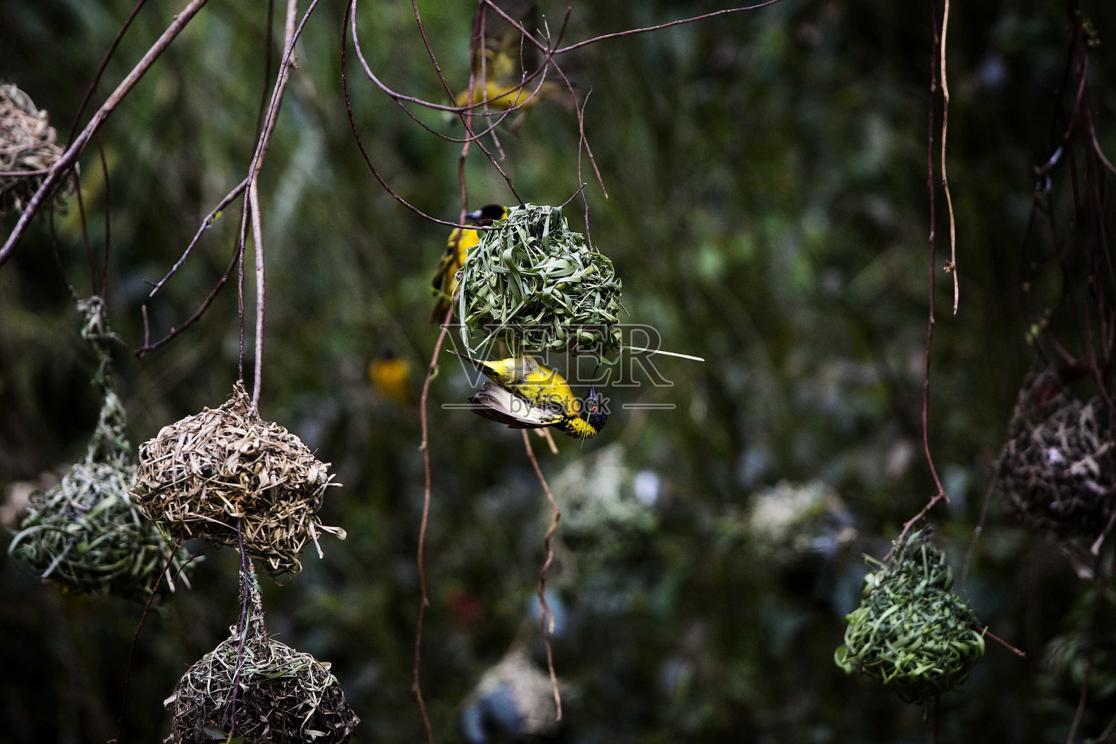 2020年10月21日，肯尼亚内罗毕郊区下卡贝特的森林里，一只鸟(秃头织布鸟)在瀑布旁边筑巢。照片摄影图片