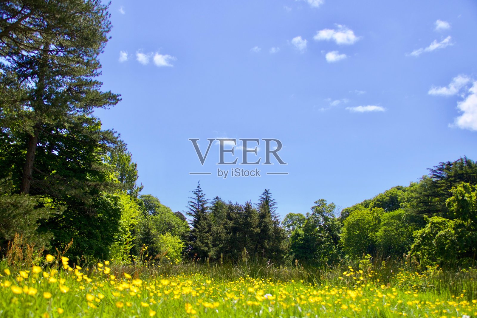 树木环绕的毛茛草地照片摄影图片