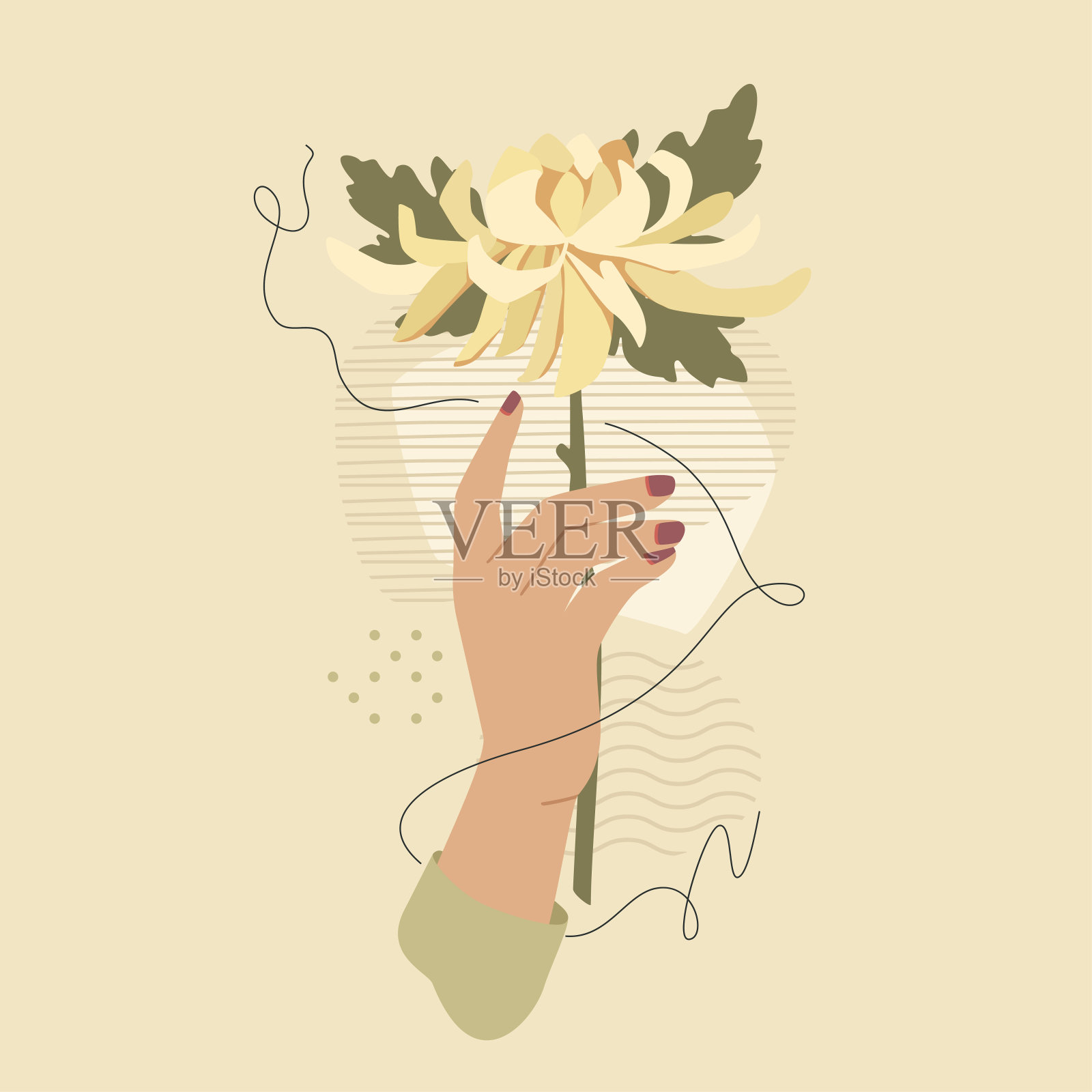 与菊花插画图片素材