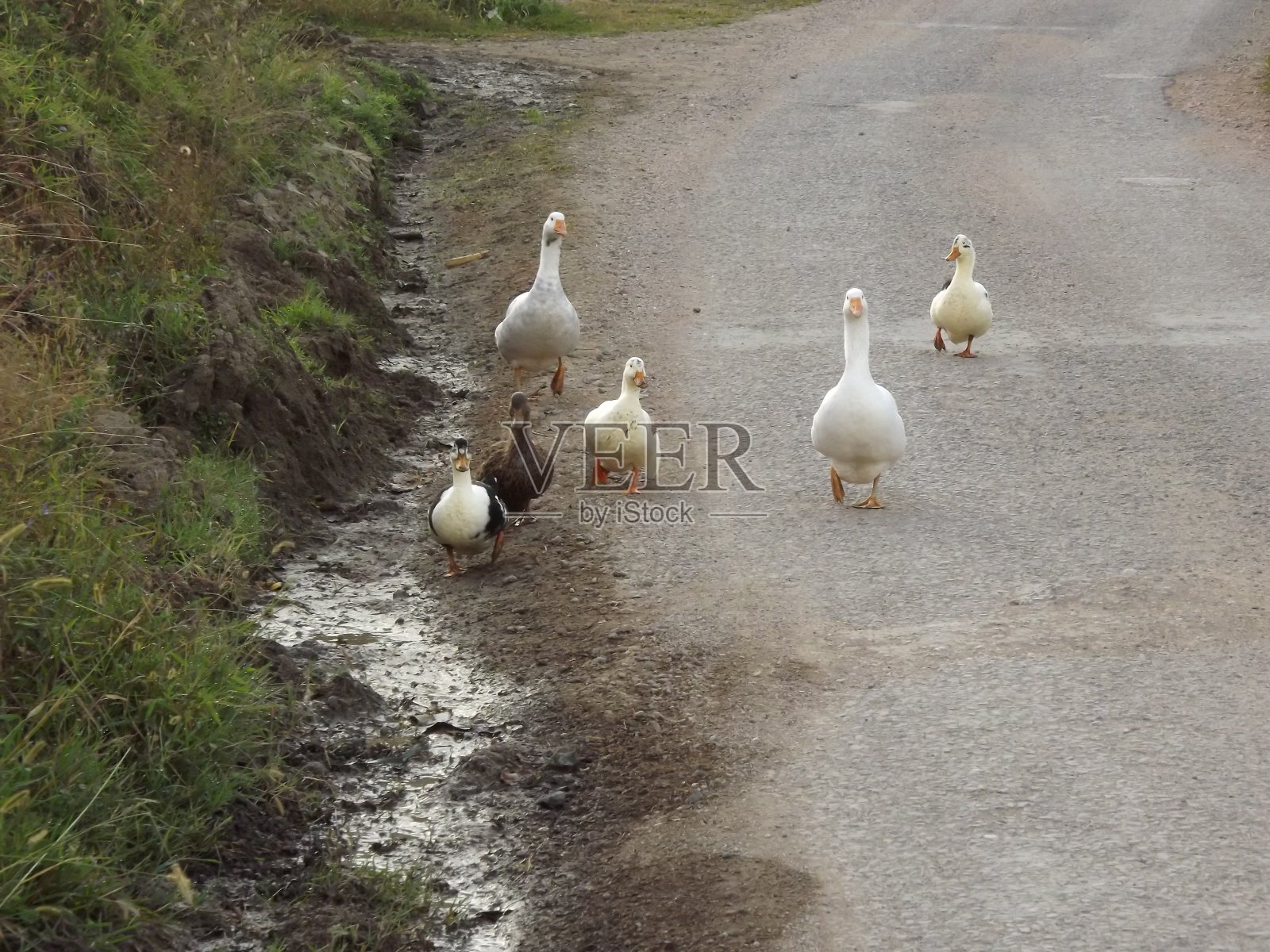 鹅照片摄影图片