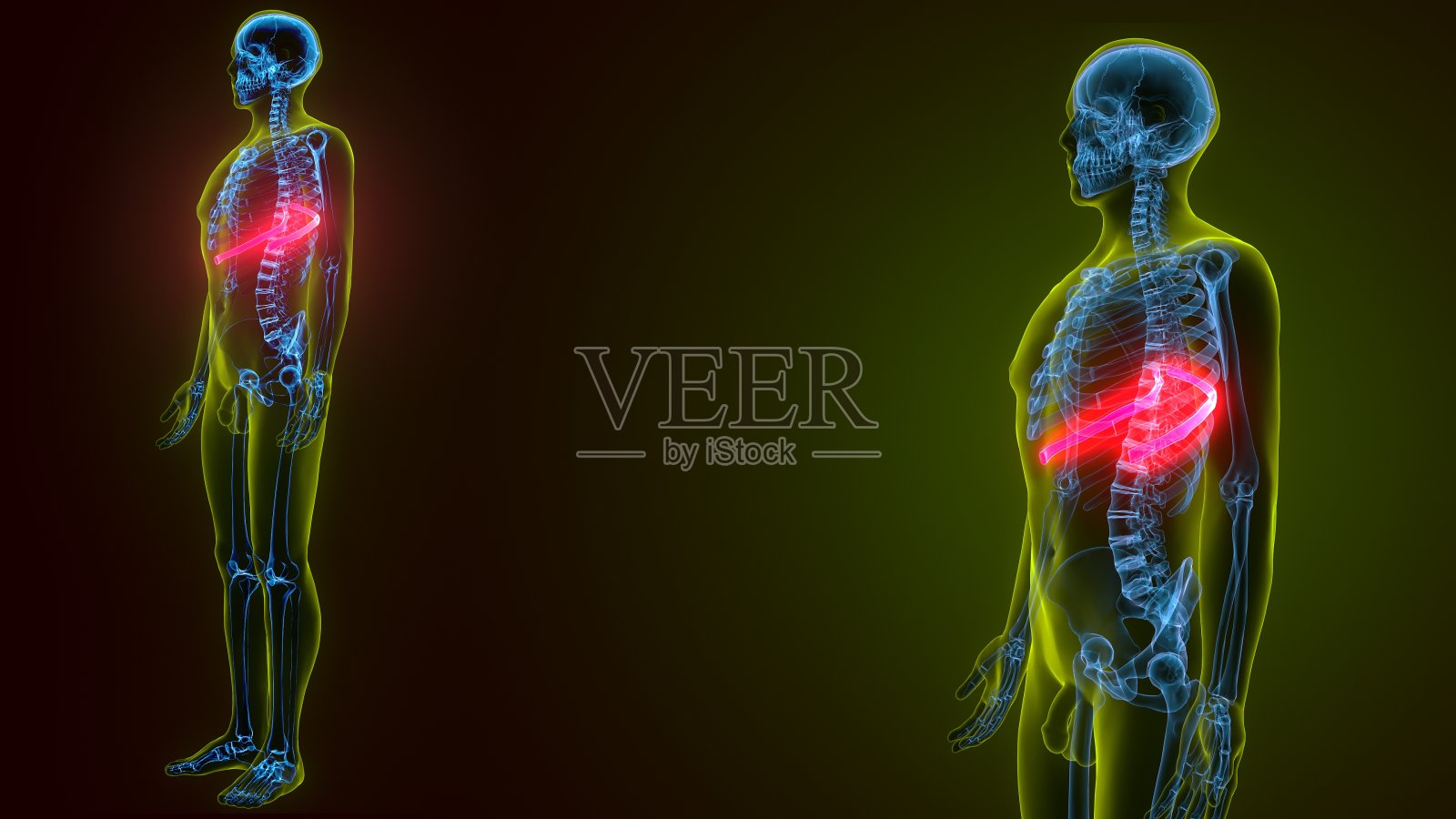 三维插图的人体骨骼解剖肋骨照片摄影图片