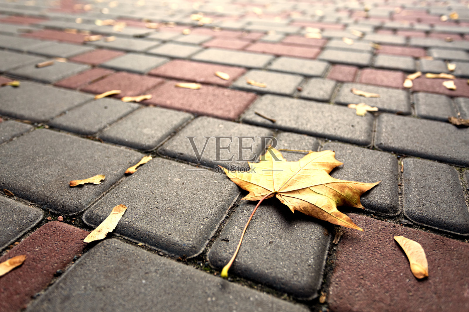 秋天的天气，一片孤独的落叶落在城市的柏油路上。秋天的概念。照片摄影图片