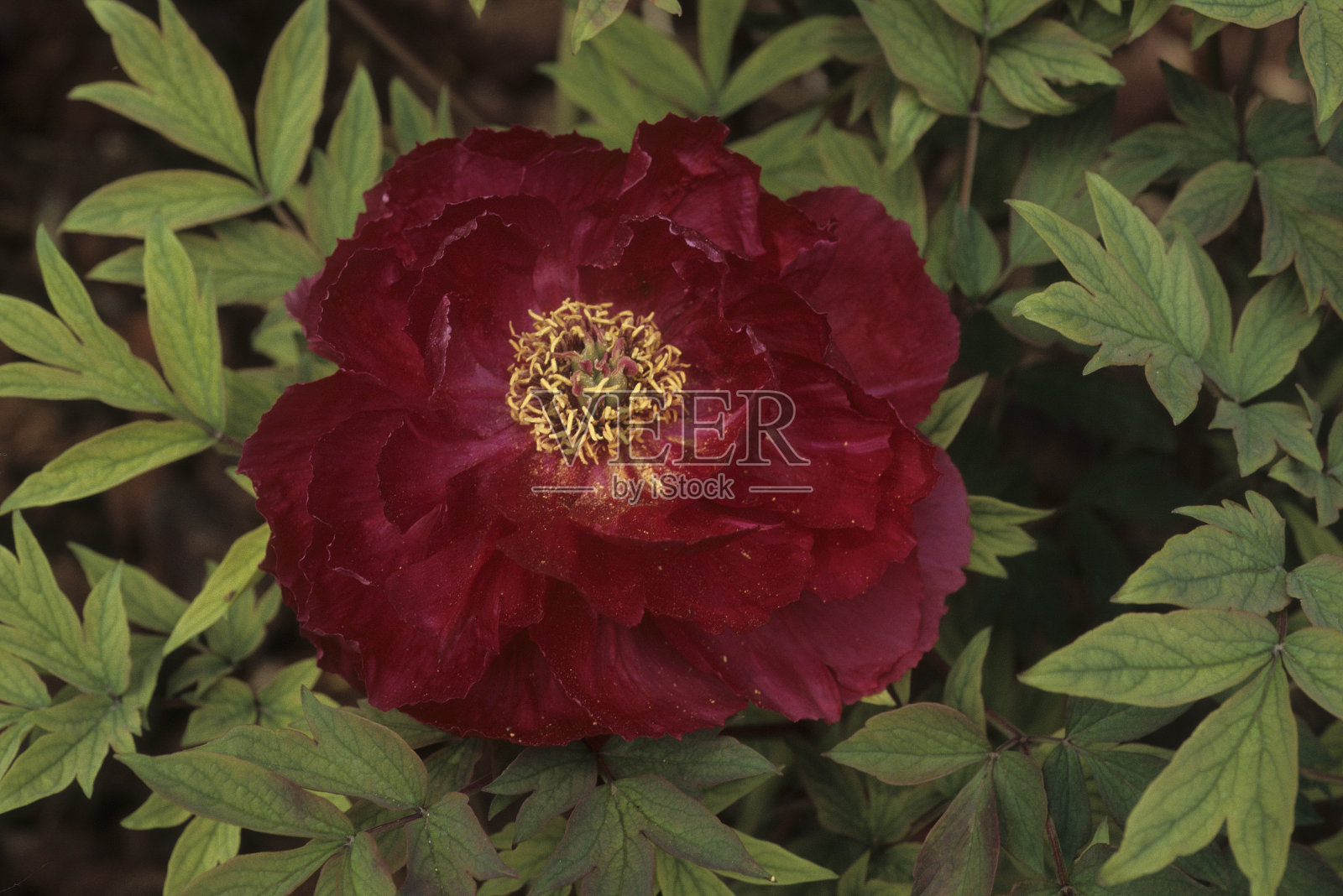 牡丹照片摄影图片