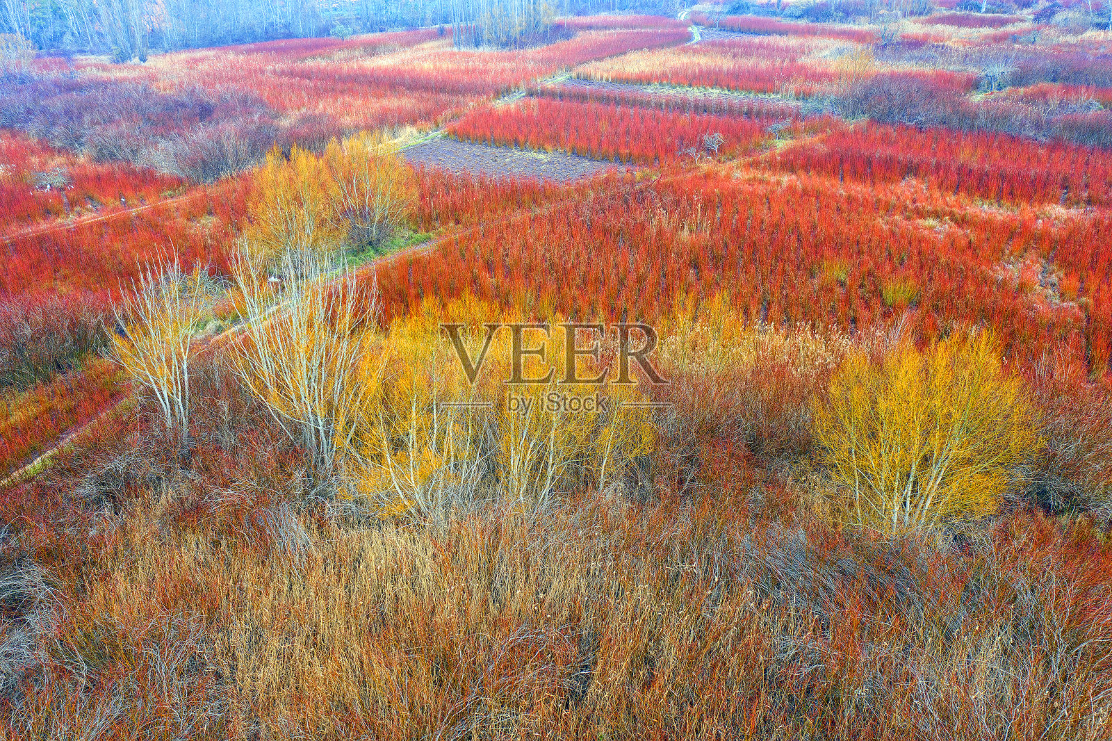 西班牙昆卡，卡纳马雷斯的柳条秋季栽培照片摄影图片