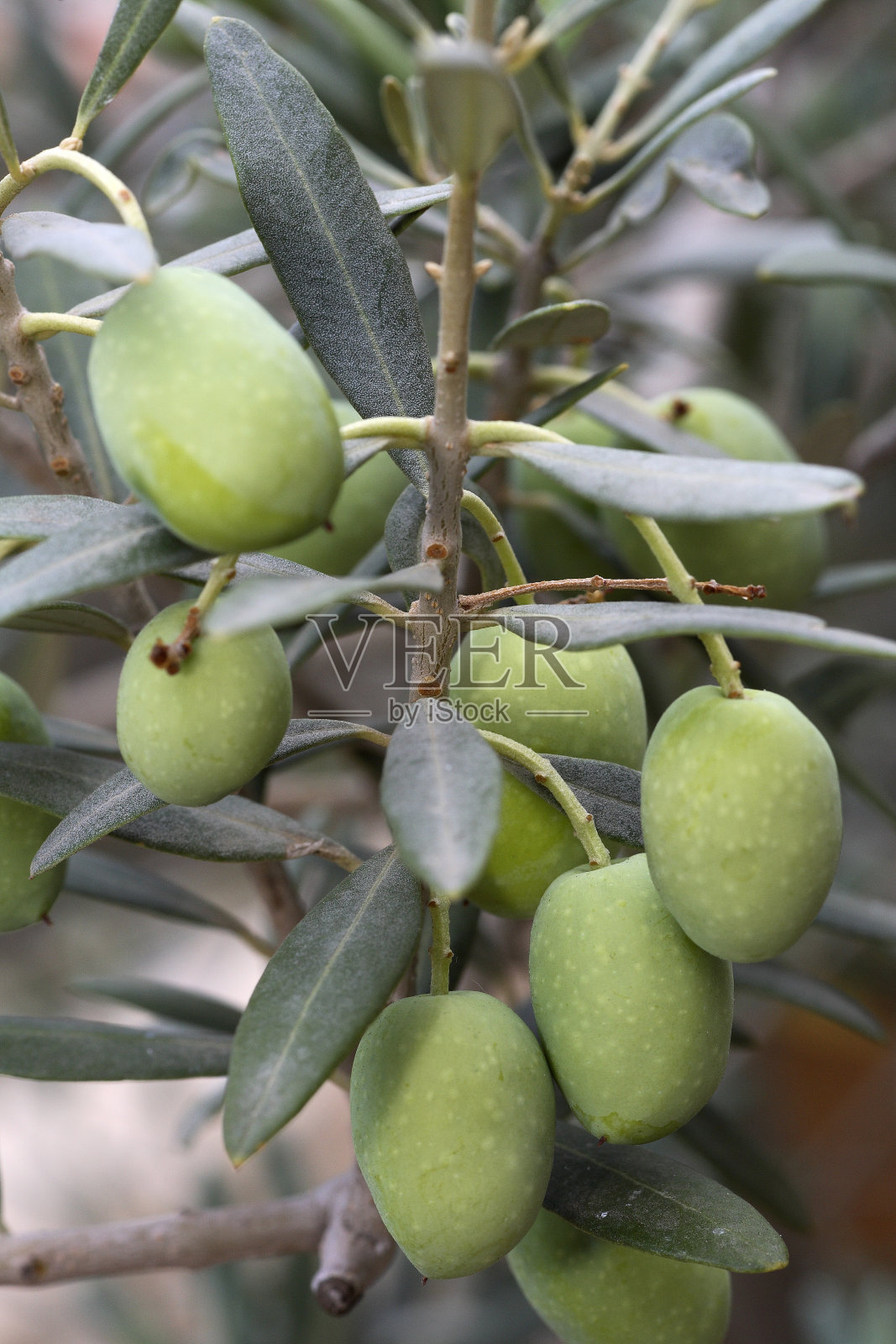 橄榄照片摄影图片