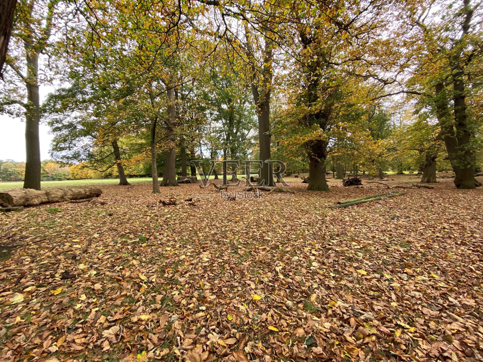 克努茨福德附近的柴郡乡村景色照片摄影图片