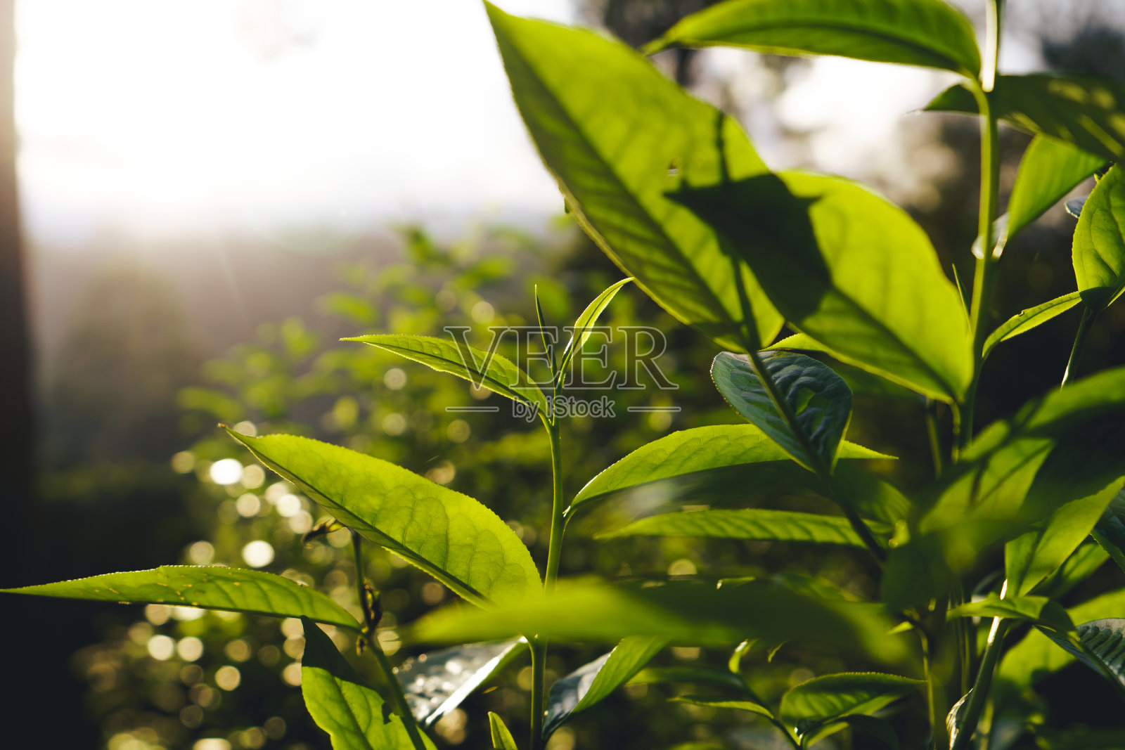 阿萨姆茶是晚上在山上采摘的照片摄影图片