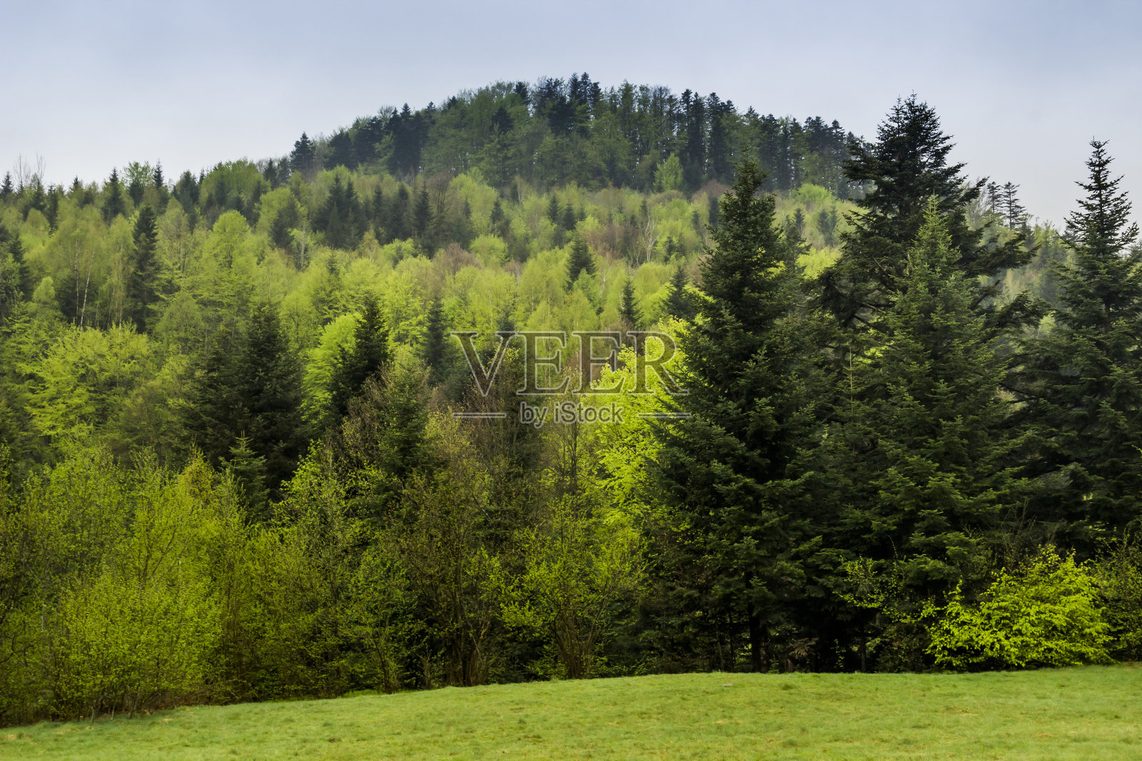 喀尔巴阡森林景观照片摄影图片