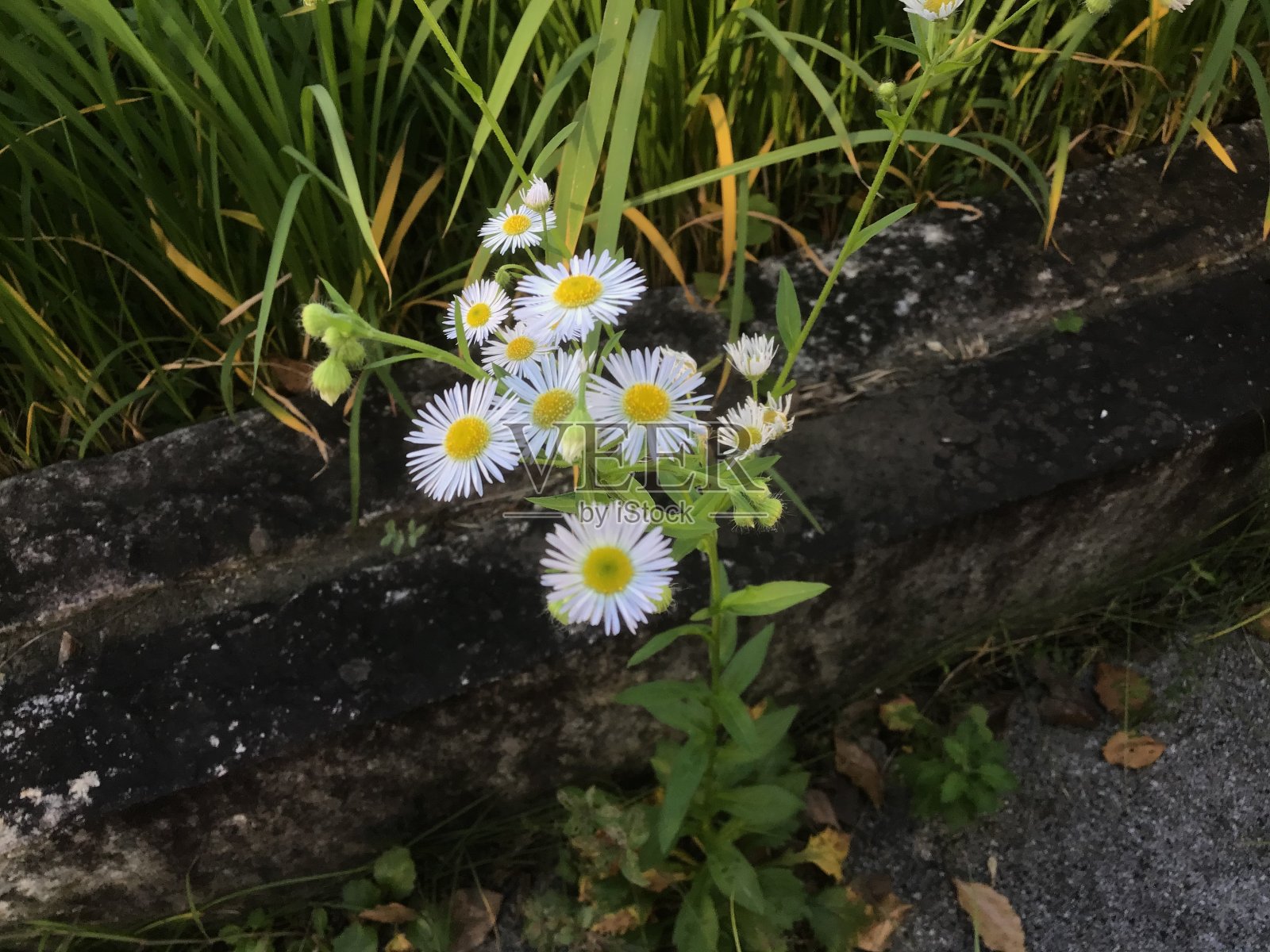 路边盛开着美丽的白花灯盏花照片摄影图片