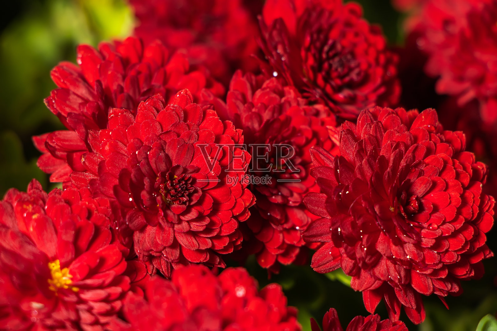 德国花园中深锈红色的紫菀花，中间是黄色的。花秋天背景。照片摄影图片