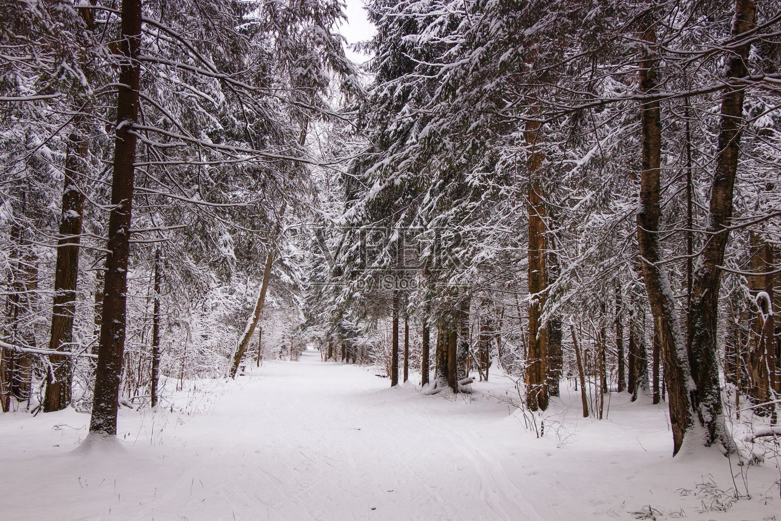 美丽的雪景。冬天寒冷的森林里的早晨。照片摄影图片
