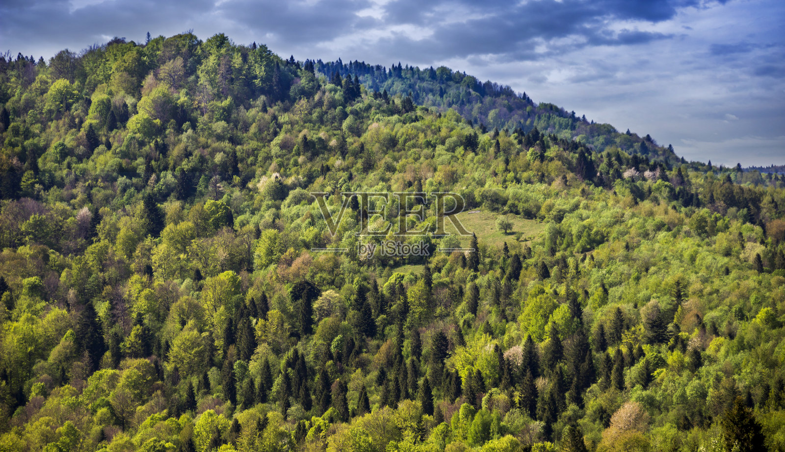 喀尔巴阡森林景观照片摄影图片