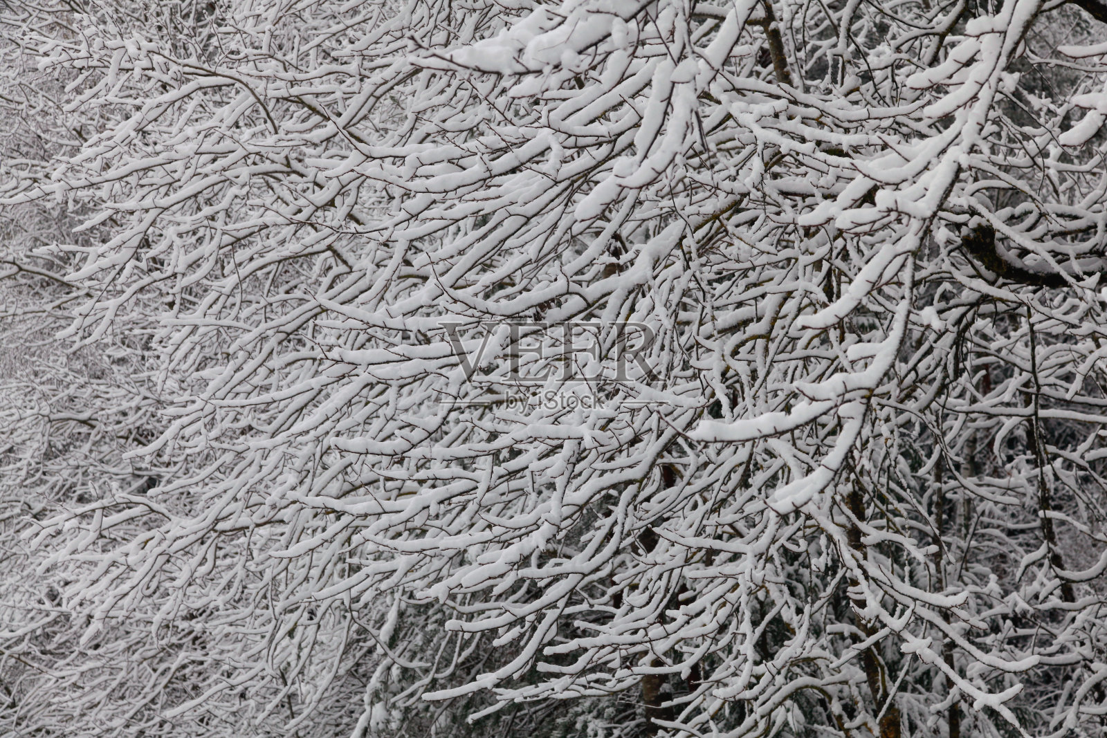 树枝被雪覆盖照片摄影图片
