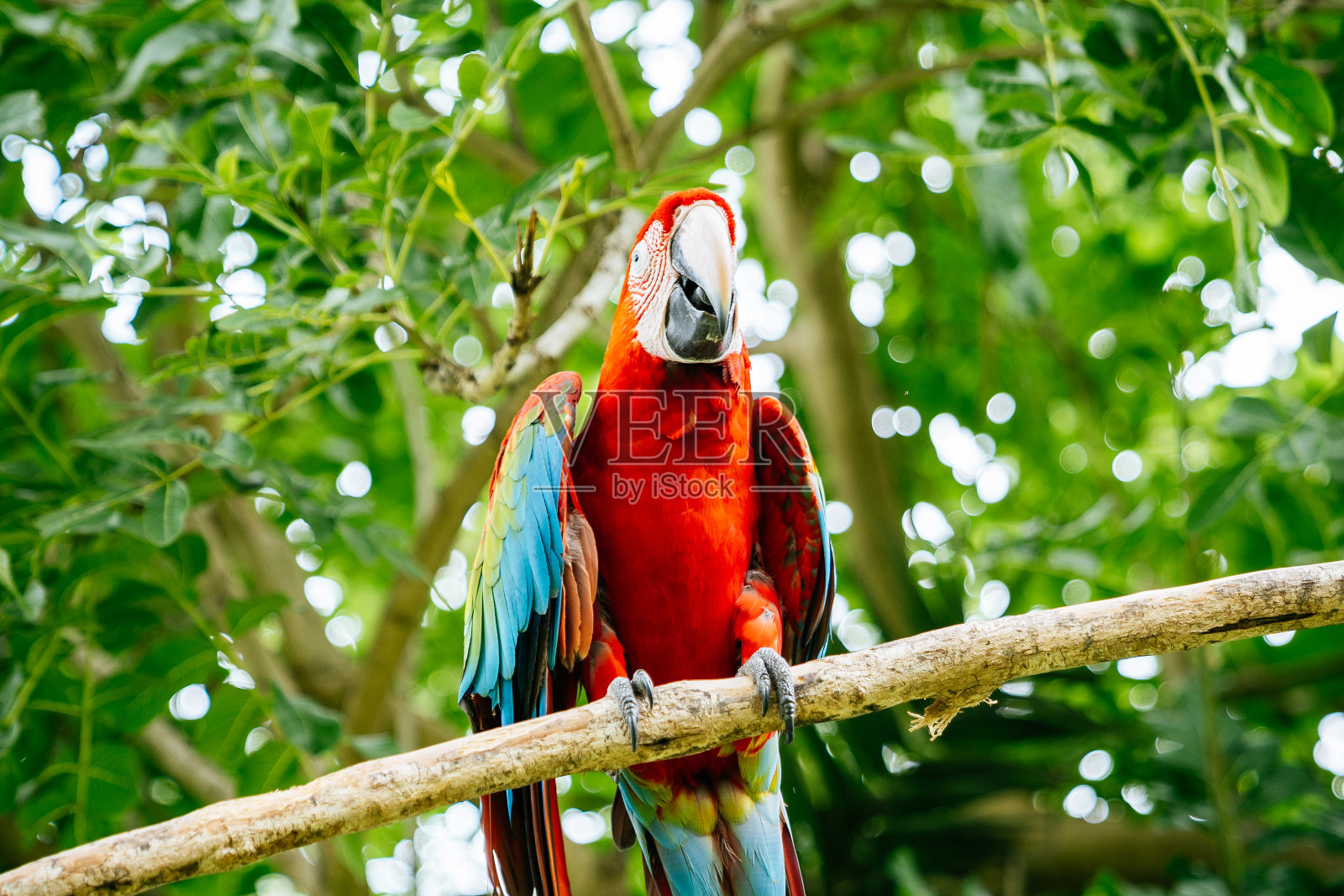 干树枝上的猩红色金刚鹦鹉。照片摄影图片