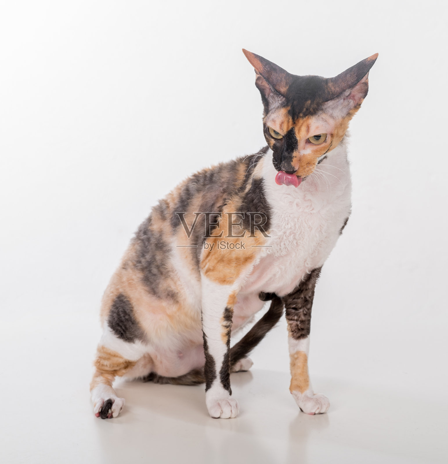 好奇的康沃尔雷克斯猫坐在白色的桌子上。白色背景照片摄影图片