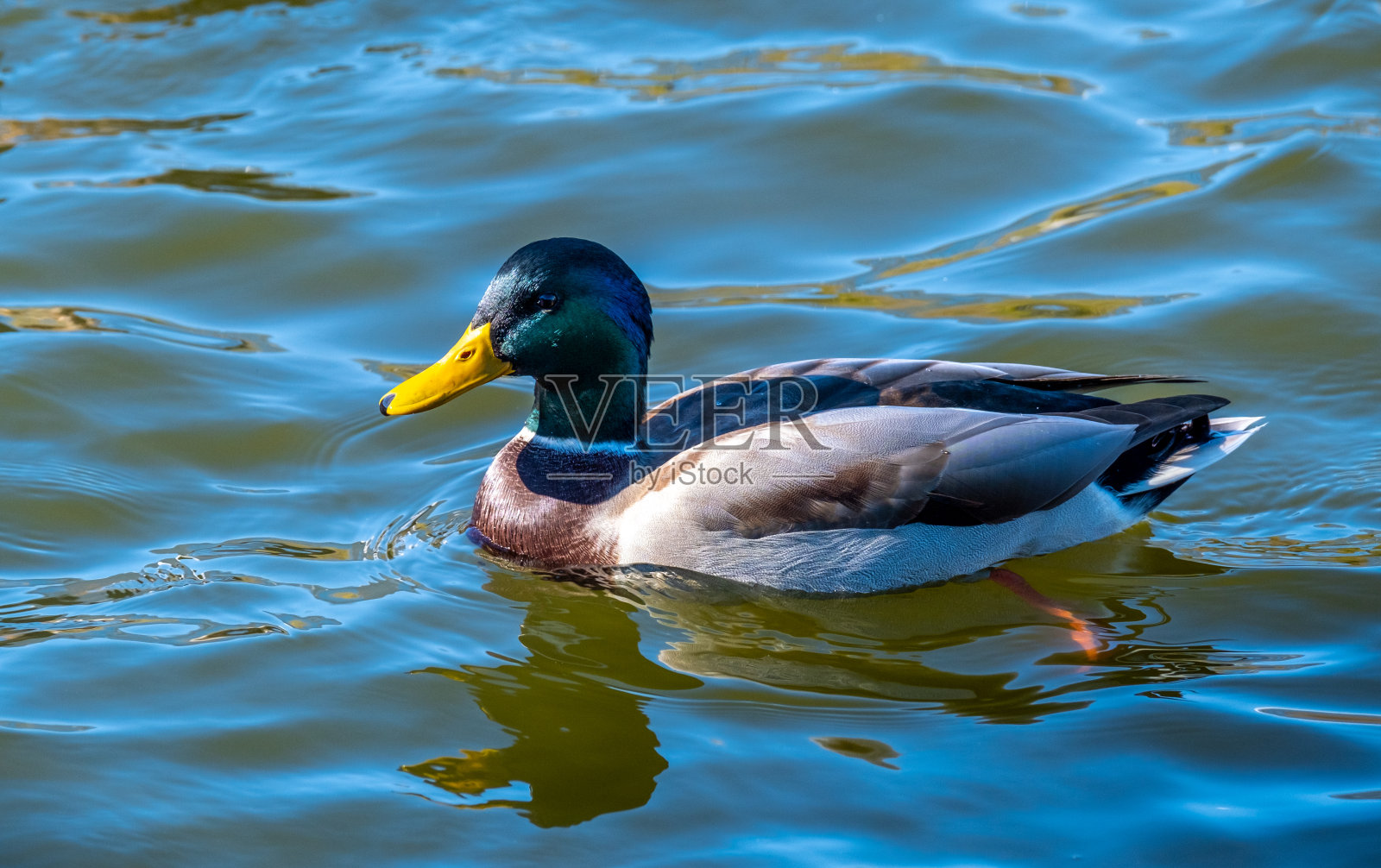 德雷克漂浮在一个池塘的蓝色水的特写照片摄影图片