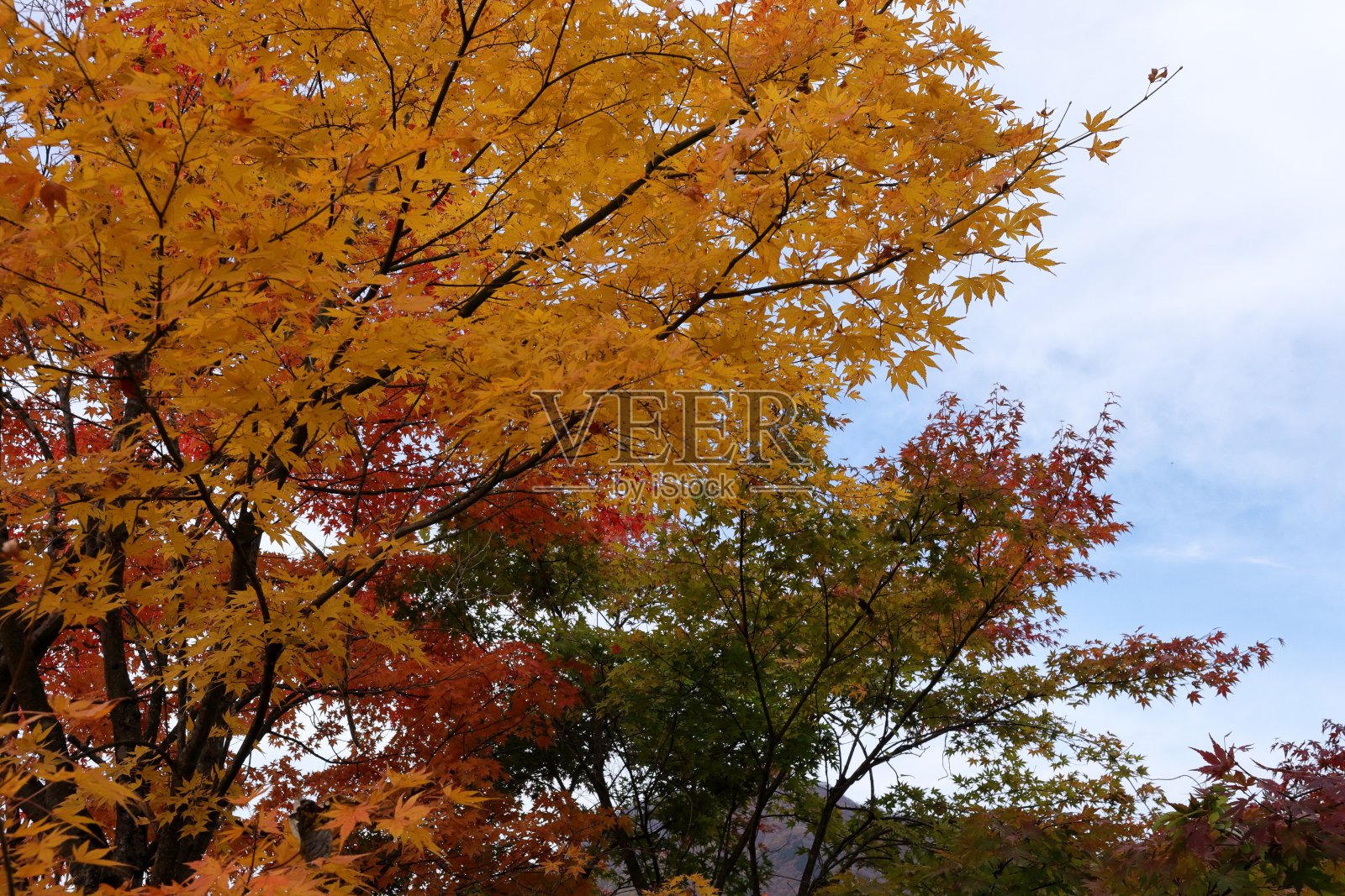 日本群马的秋叶照片摄影图片