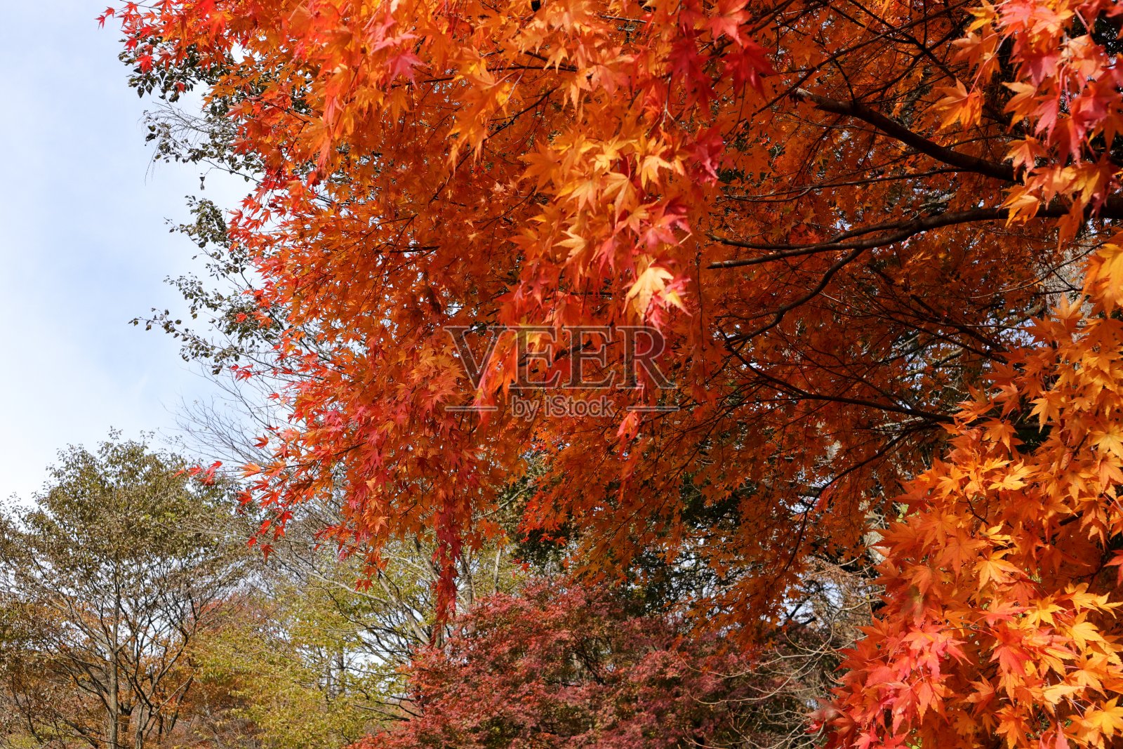 日本群马的秋叶照片摄影图片