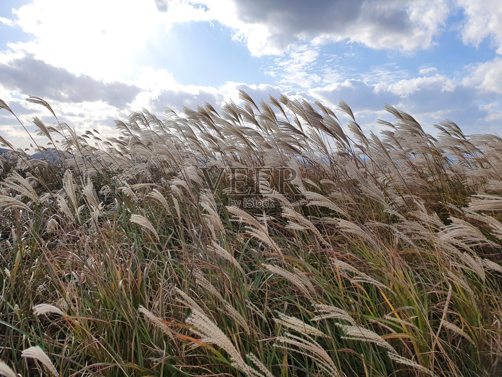 韩国济州岛秋芦苇照片摄影图片