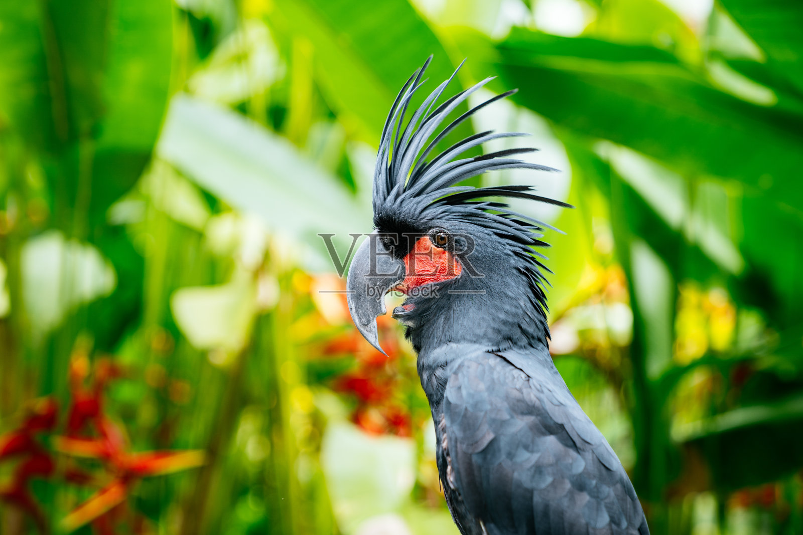 近距离肖像棕榈凤头鹦鹉(大黑凤头鹦鹉)。照片摄影图片