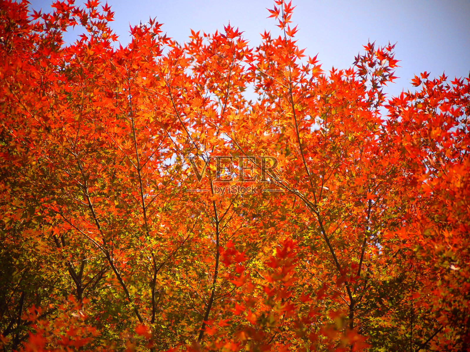 秋天的落叶照片摄影图片