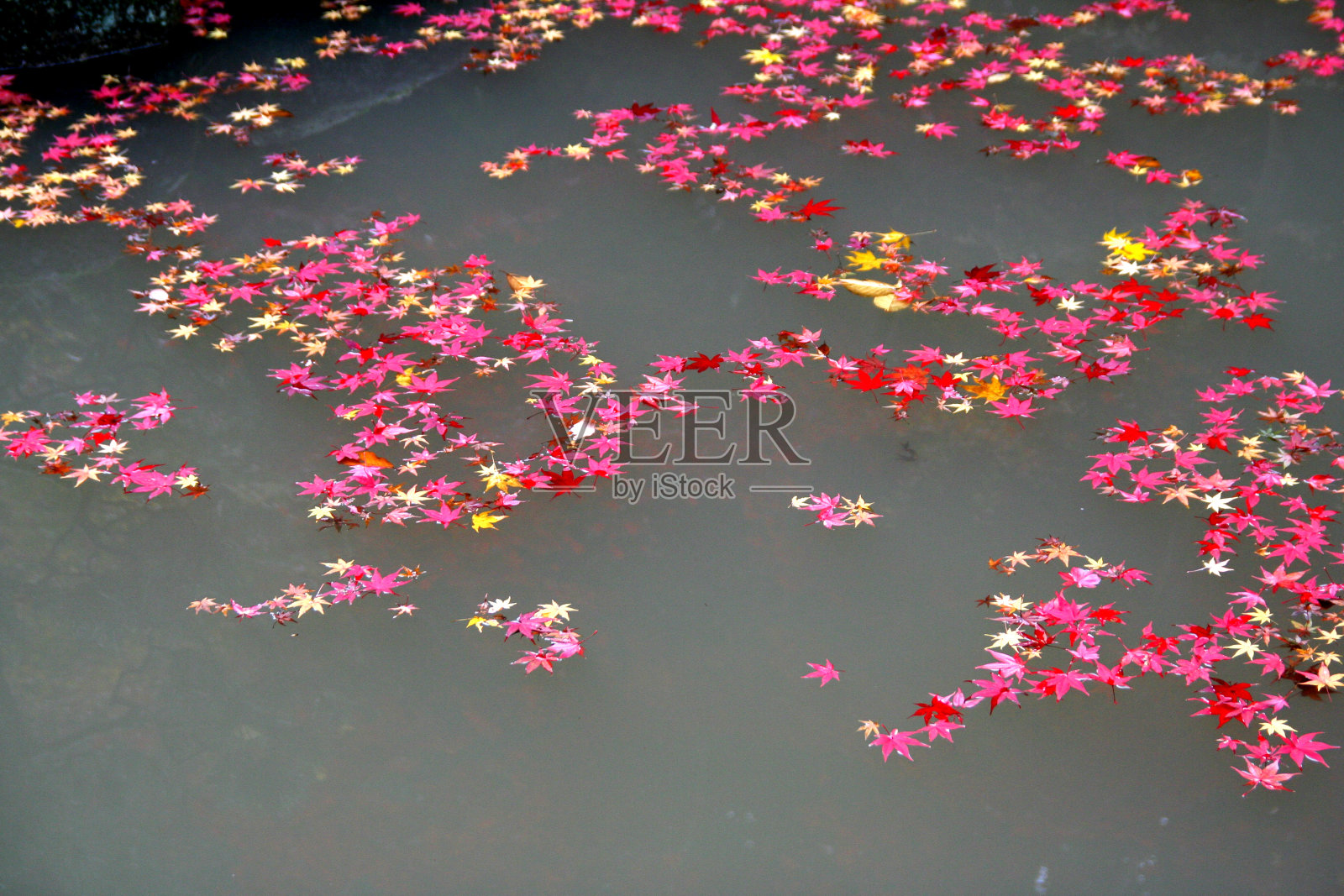 落叶照片摄影图片