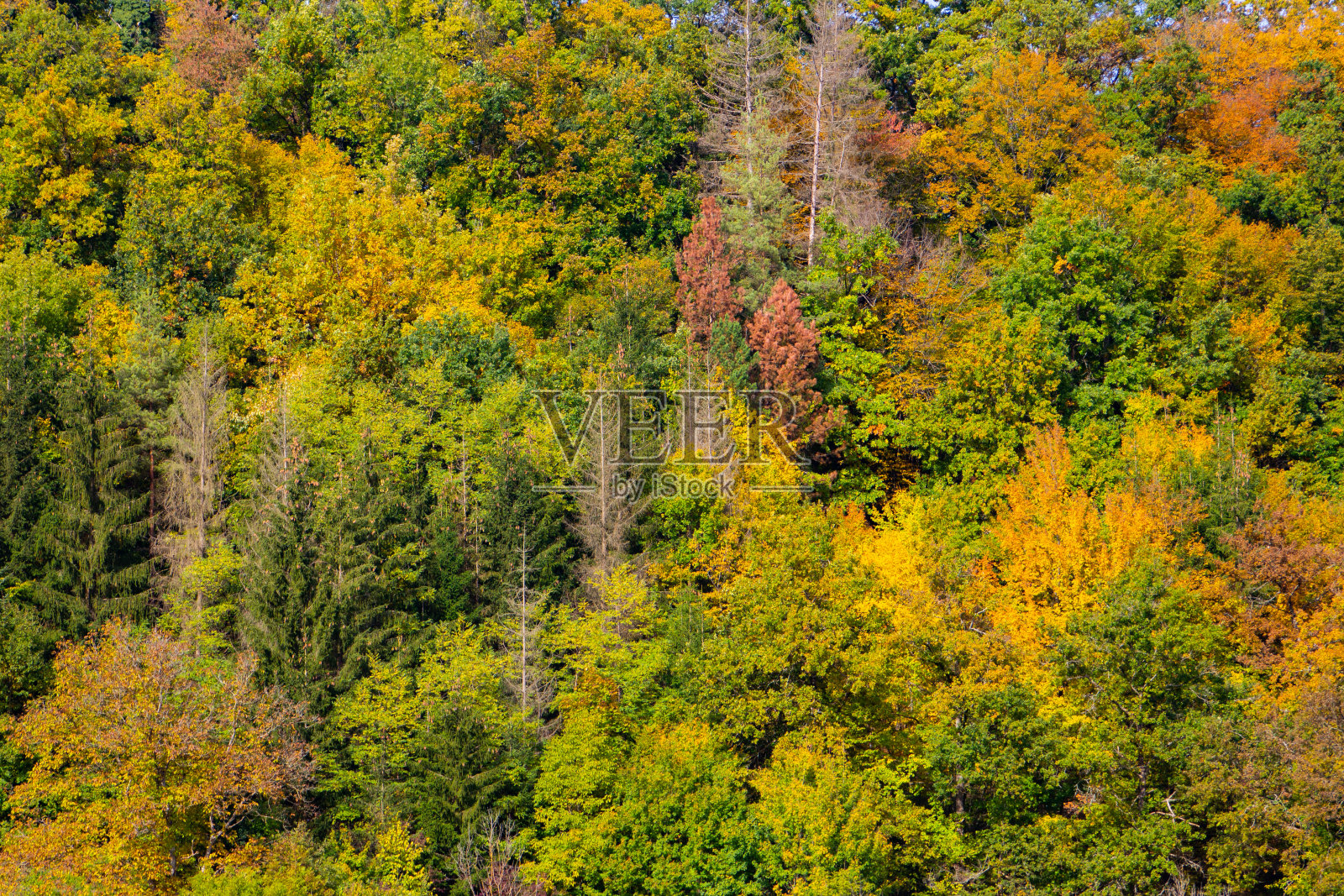 秋天森林的色彩为自然背景照片摄影图片