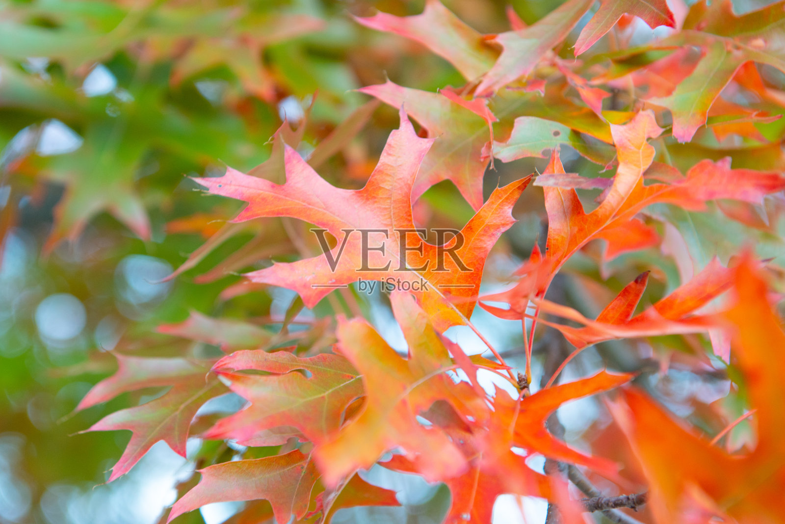 落叶——印第安纳州霍华德县照片摄影图片