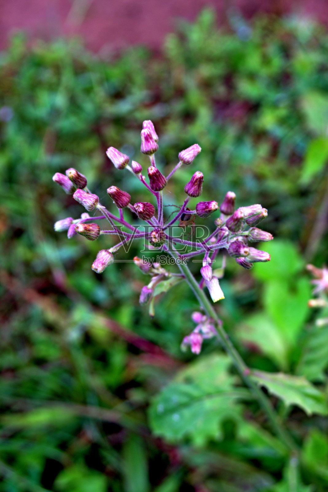 紫色的野花植物生长在簇对角线视图照片摄影图片