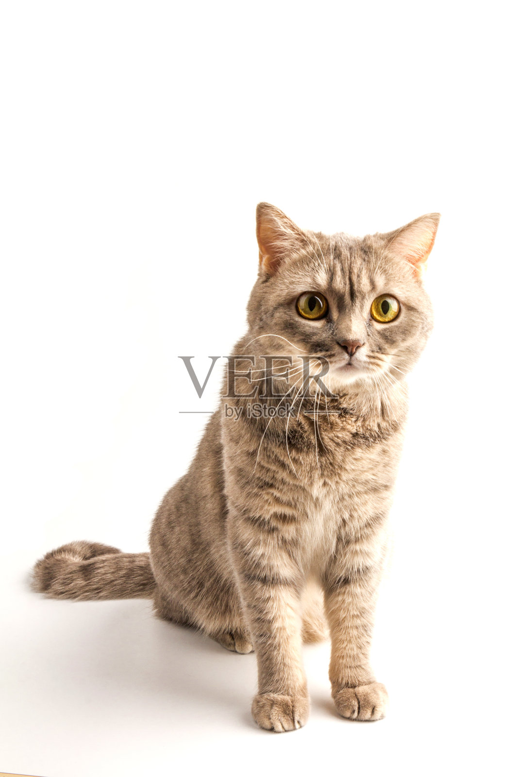 漂亮的坐银虎斑英国短毛猫孤立在白色的背景照片摄影图片