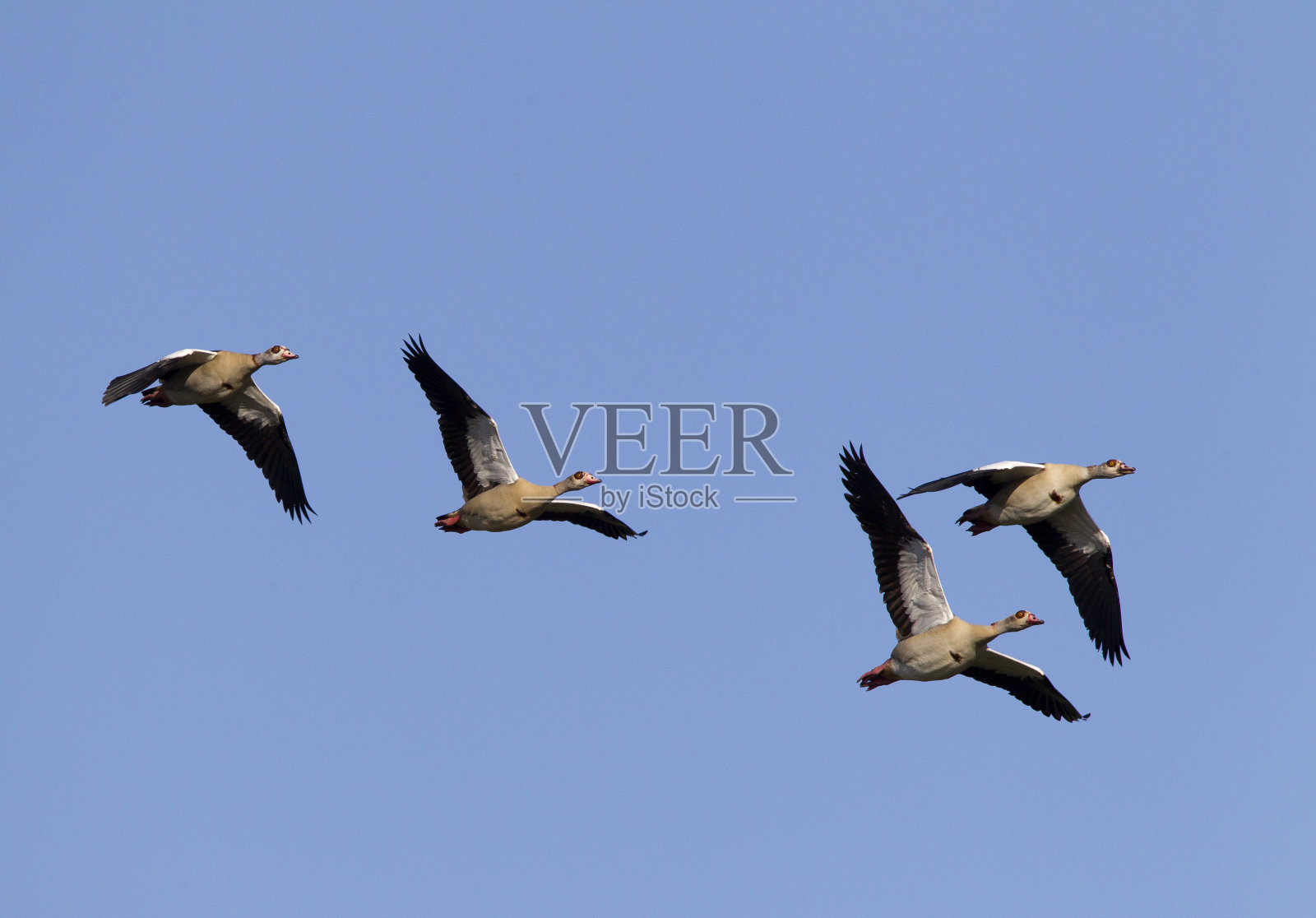 埃及鹅群飞行照片摄影图片