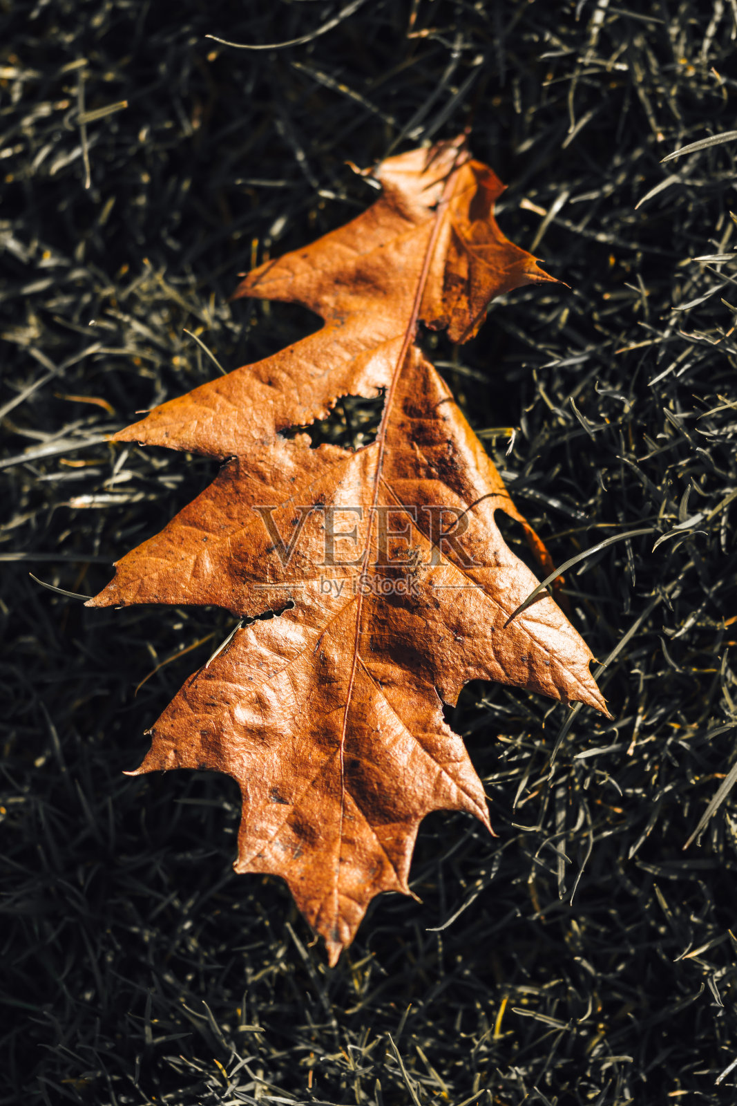 叶子在不饱和的草上照片摄影图片