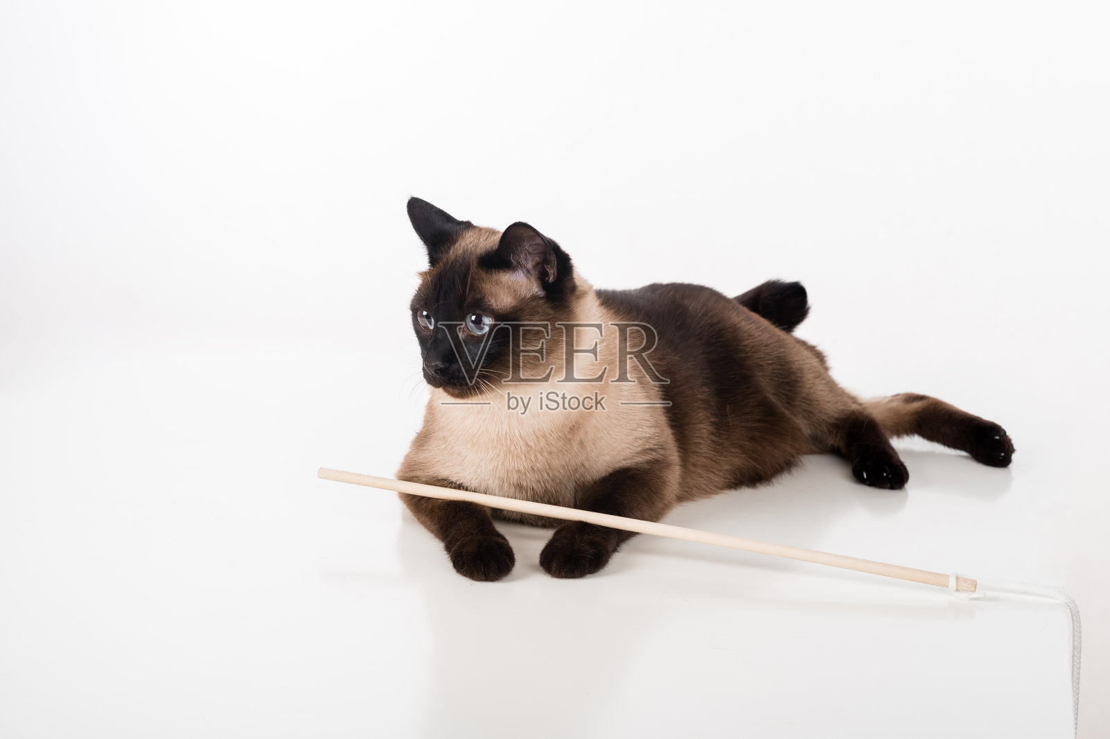 暹罗猫躺在白色的桌子上玩木棒。白色背景。照片摄影图片