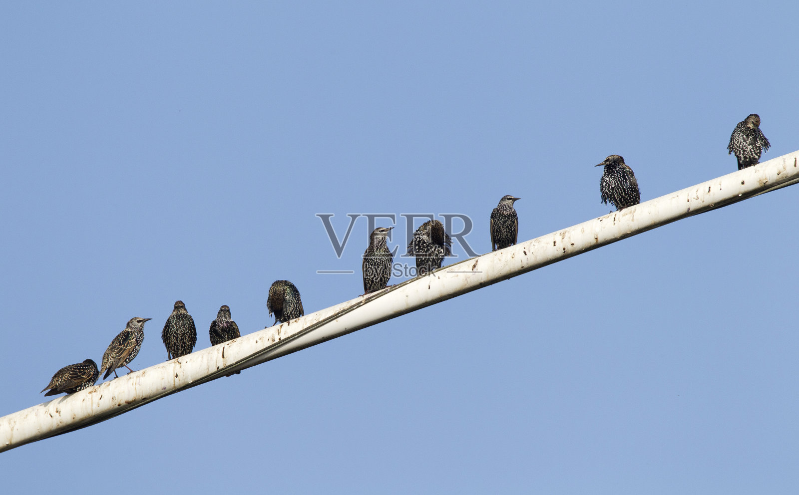 椋鸟，椋鸟，普通椋鸟照片摄影图片