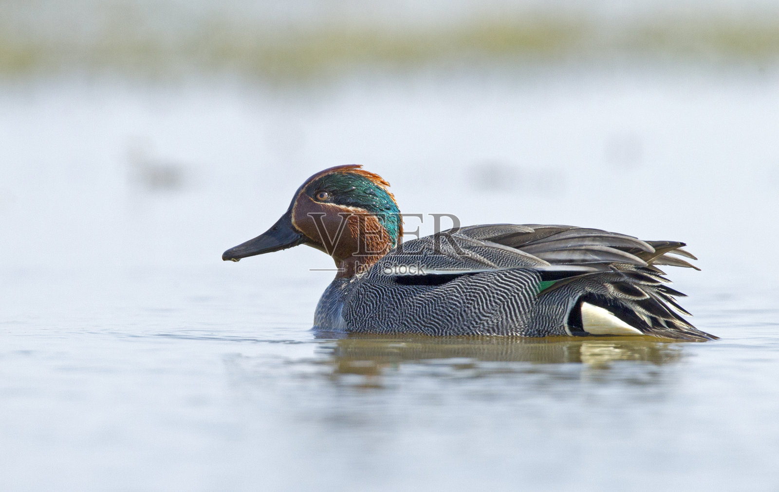 常见的蓝绿色雄性在春天游泳照片摄影图片