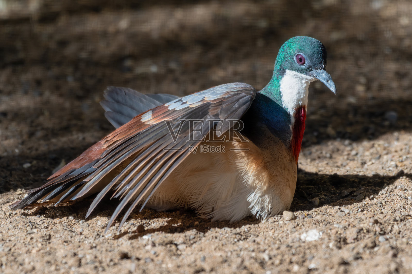 流血的心鸽在地上享受着太阳的热量照片摄影图片