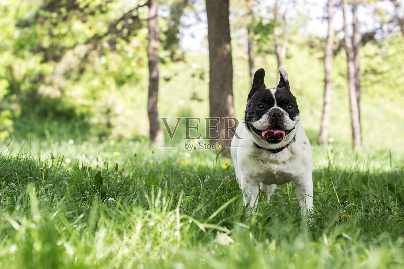 狗法国斗牛犬照片摄影图片