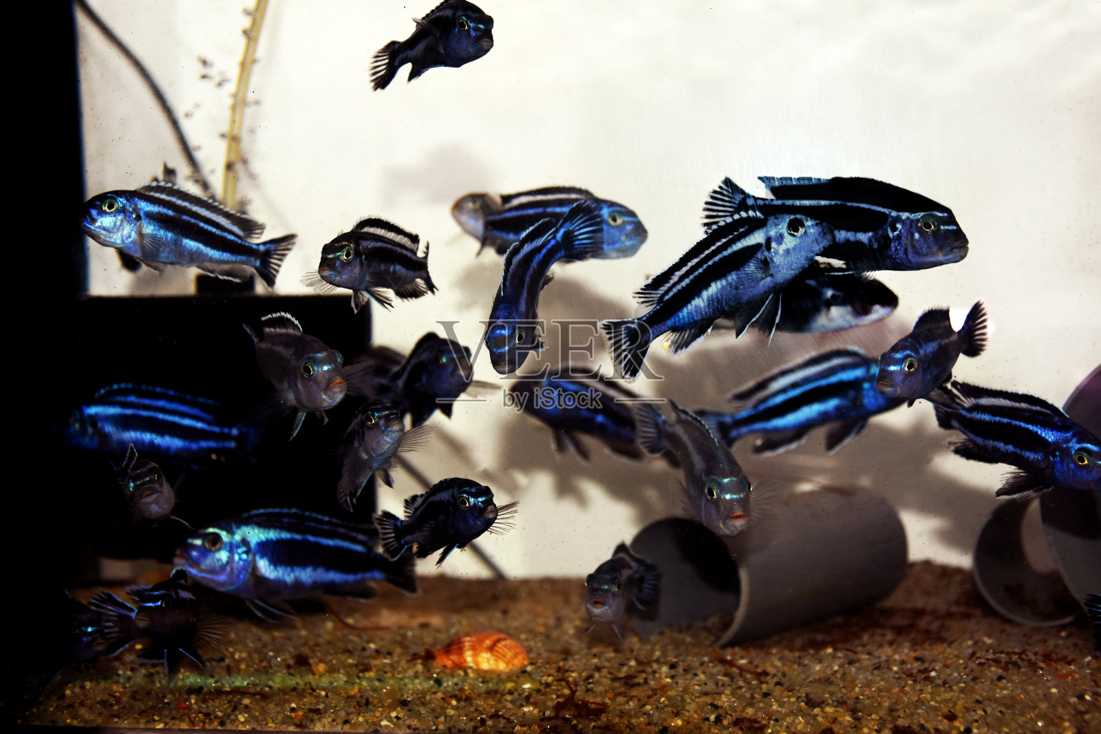 马拉维湖的maiingano非洲慈鲷鱼-(黑蓝色)照片摄影图片