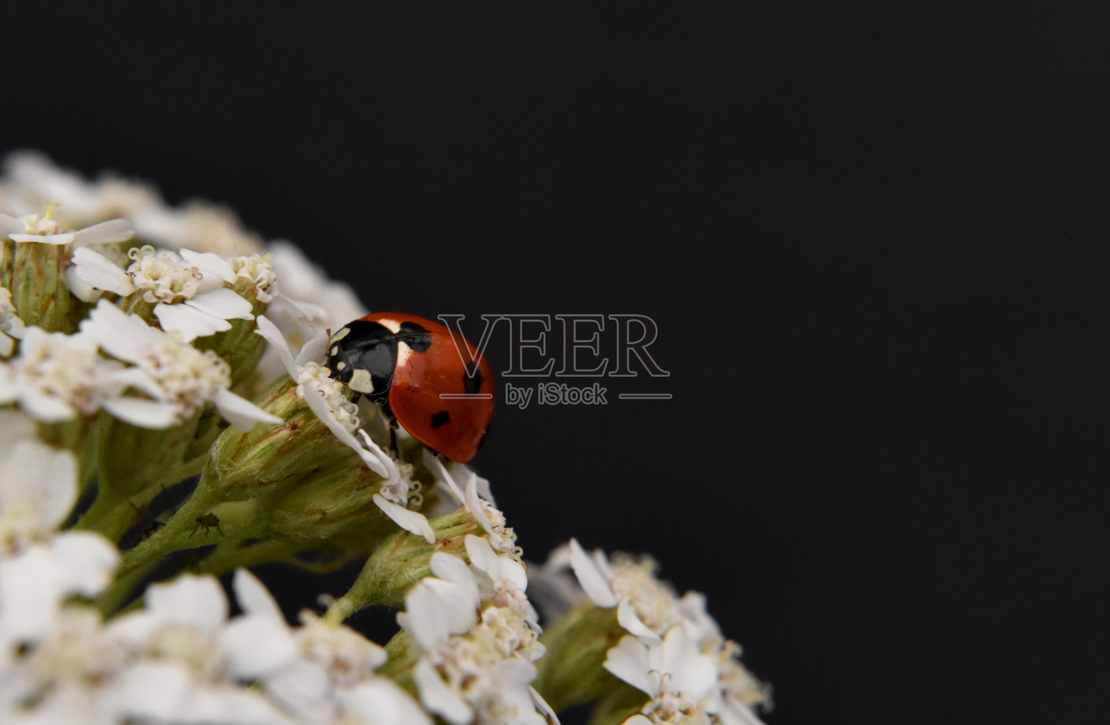 瓢虫照片摄影图片