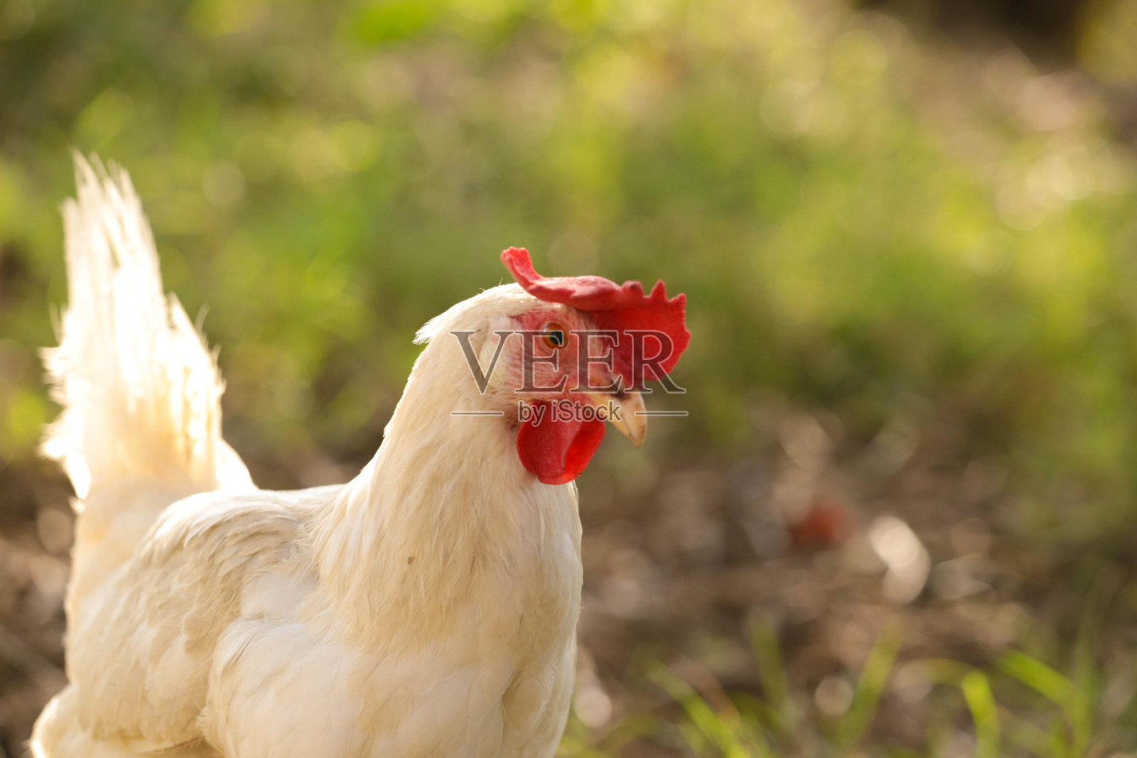 母鸡放养在红白相间的草地上照片摄影图片