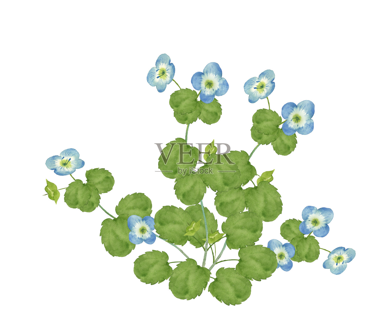 波斯婆婆纳属水彩设计元素图片