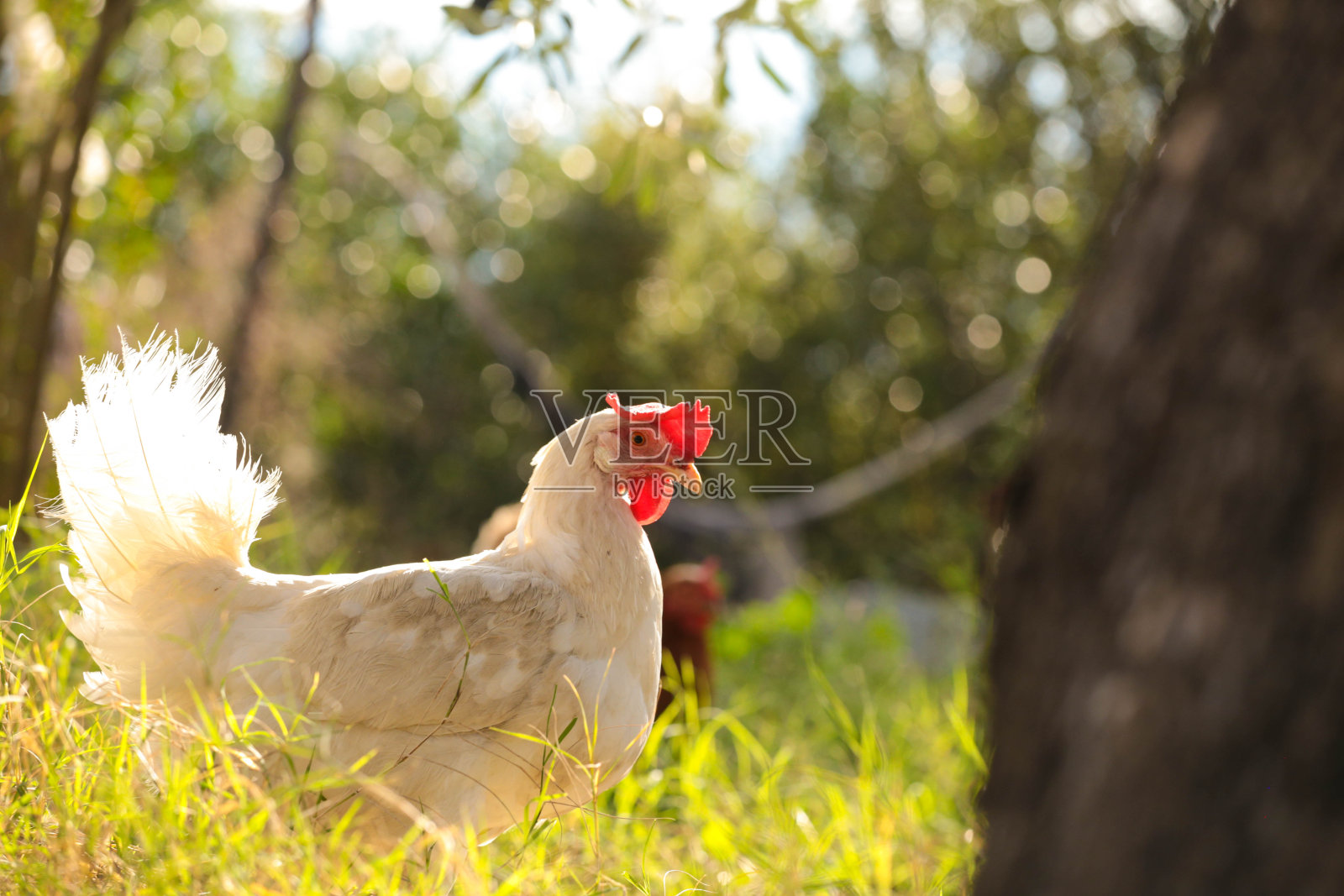 母鸡放养在红白相间的草地上照片摄影图片