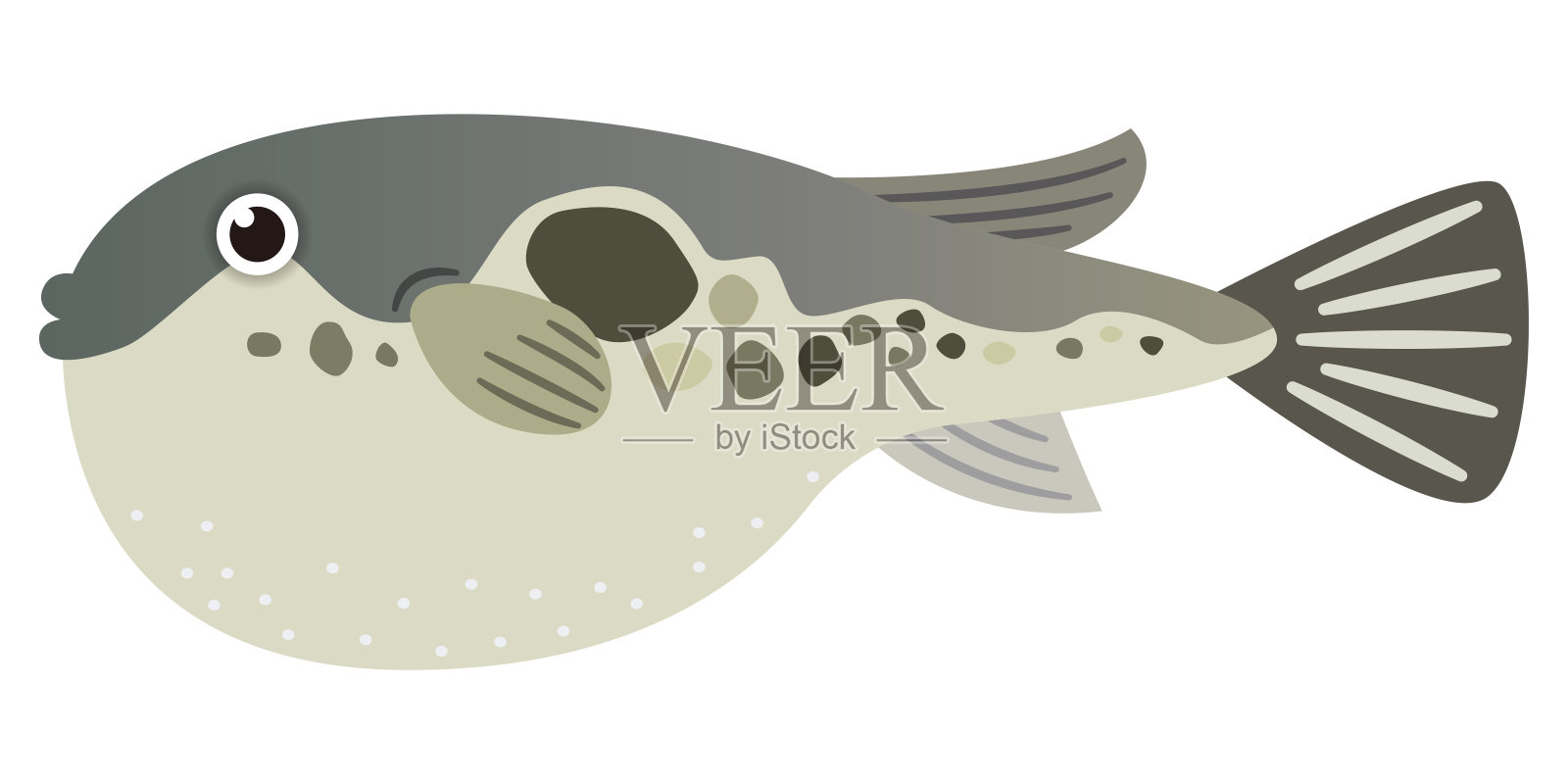 白色背景上的简单河豚的插图插画图片素材