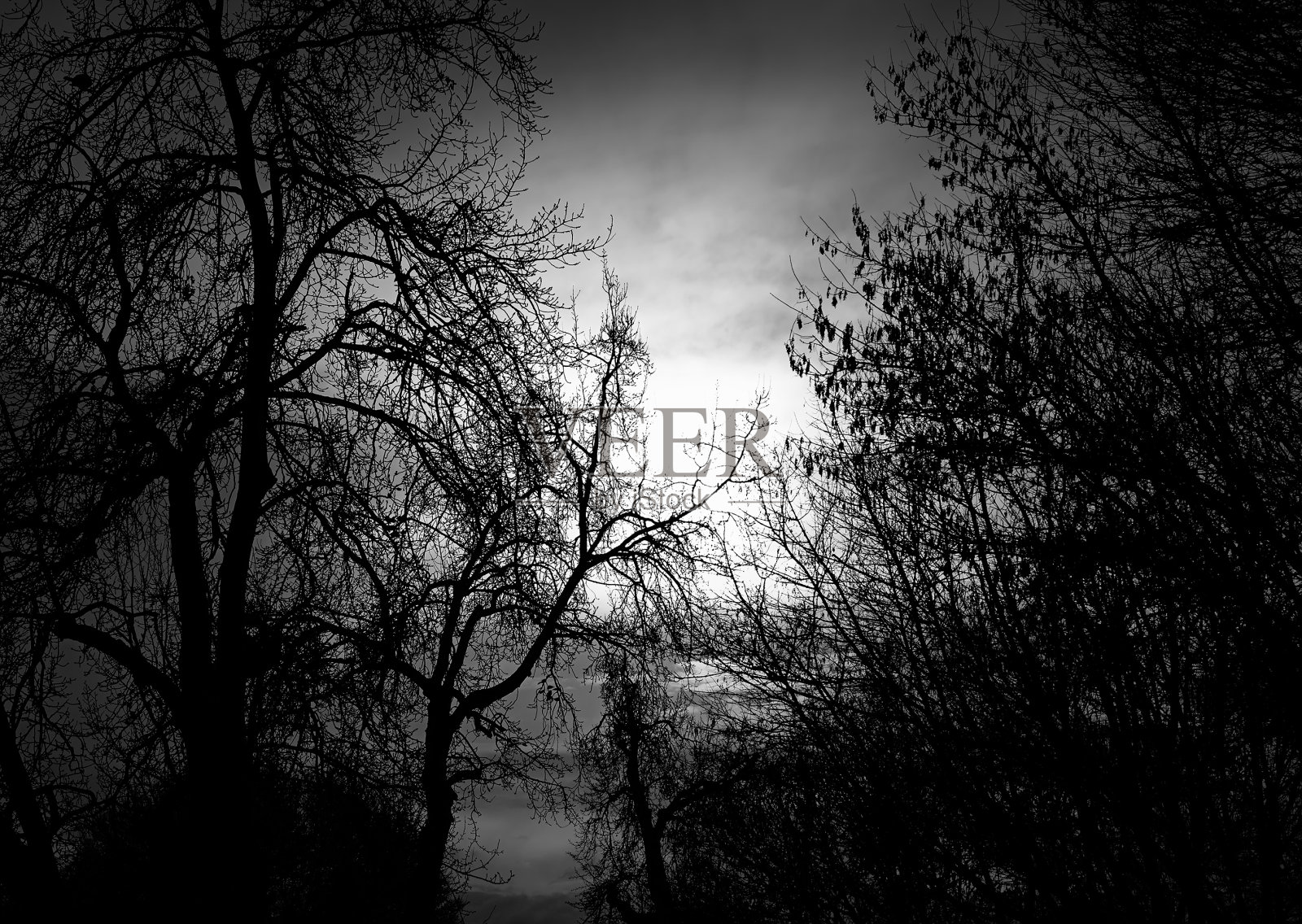 秋天的树枝照片摄影图片