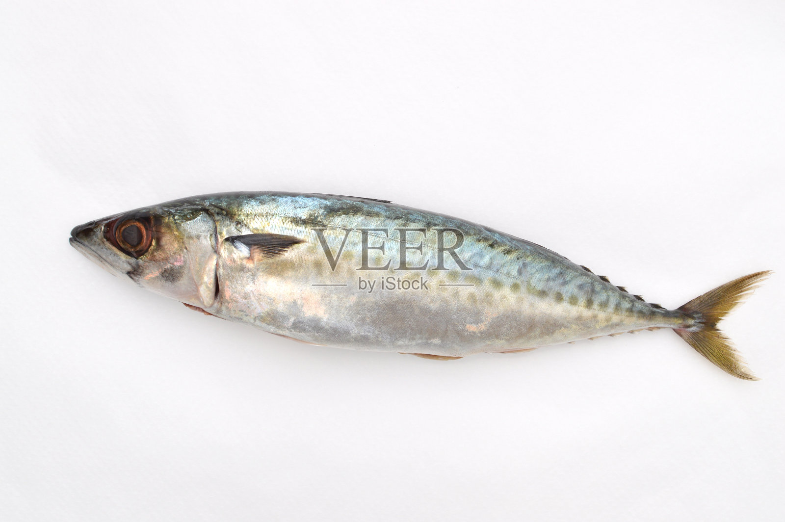 新鲜的鲭鱼照片摄影图片