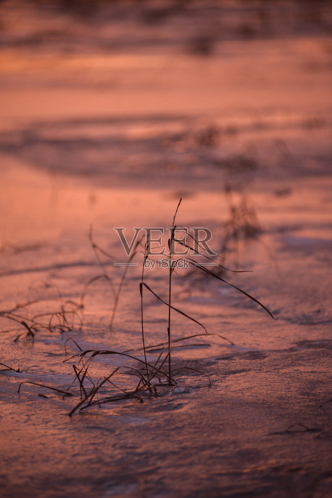 冷淡的紫色的夕阳。草被冻在冰里。照片摄影图片