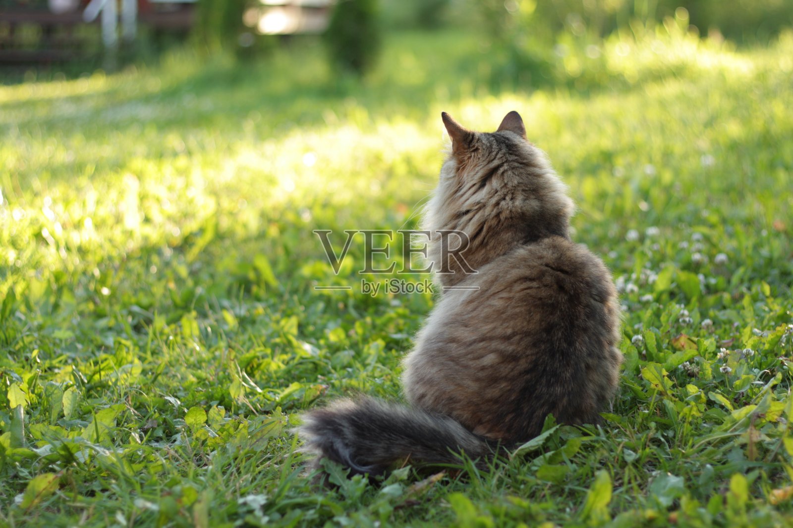 草地上的西伯利亚猫照片摄影图片