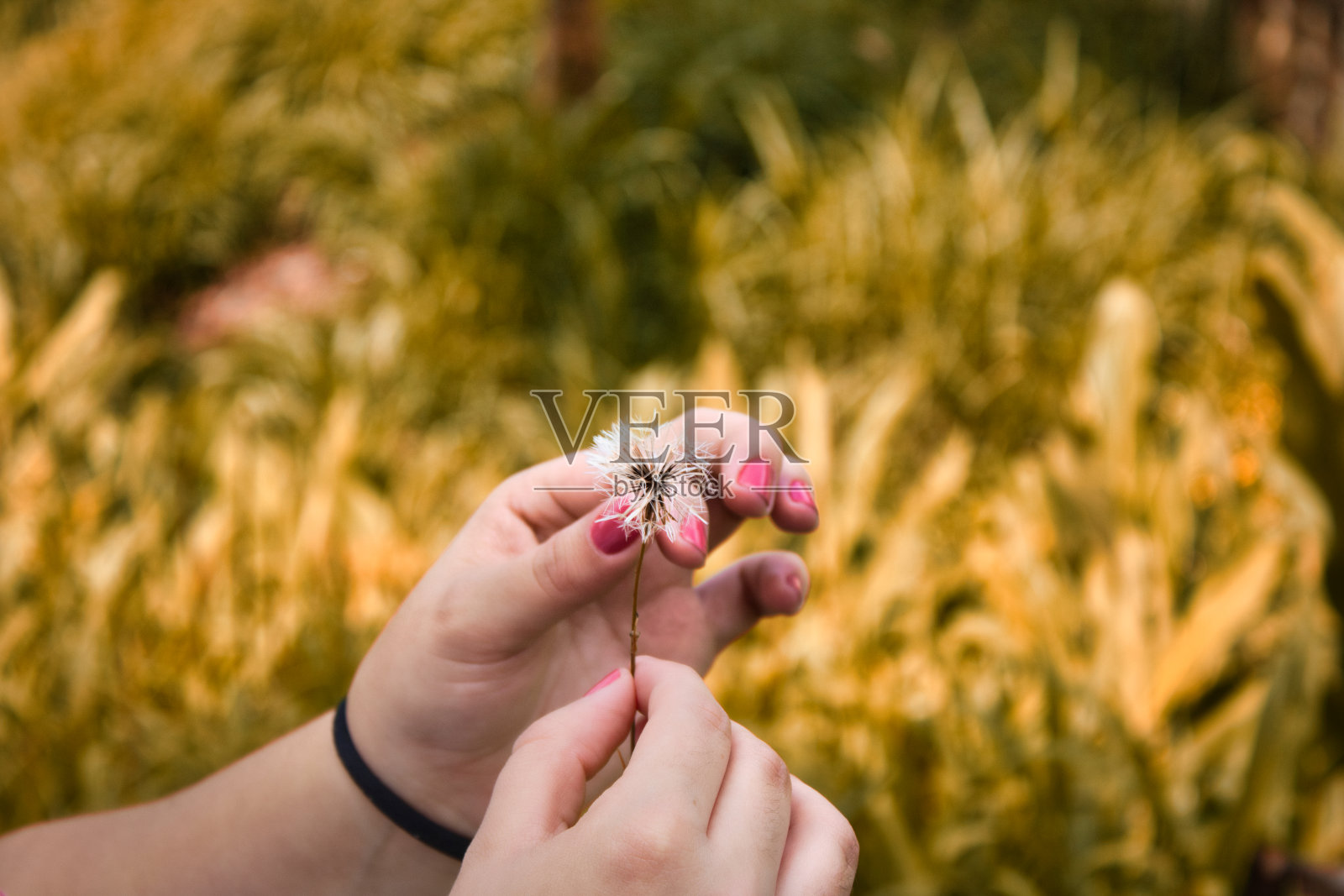 女孩拿着蒲公英照片摄影图片